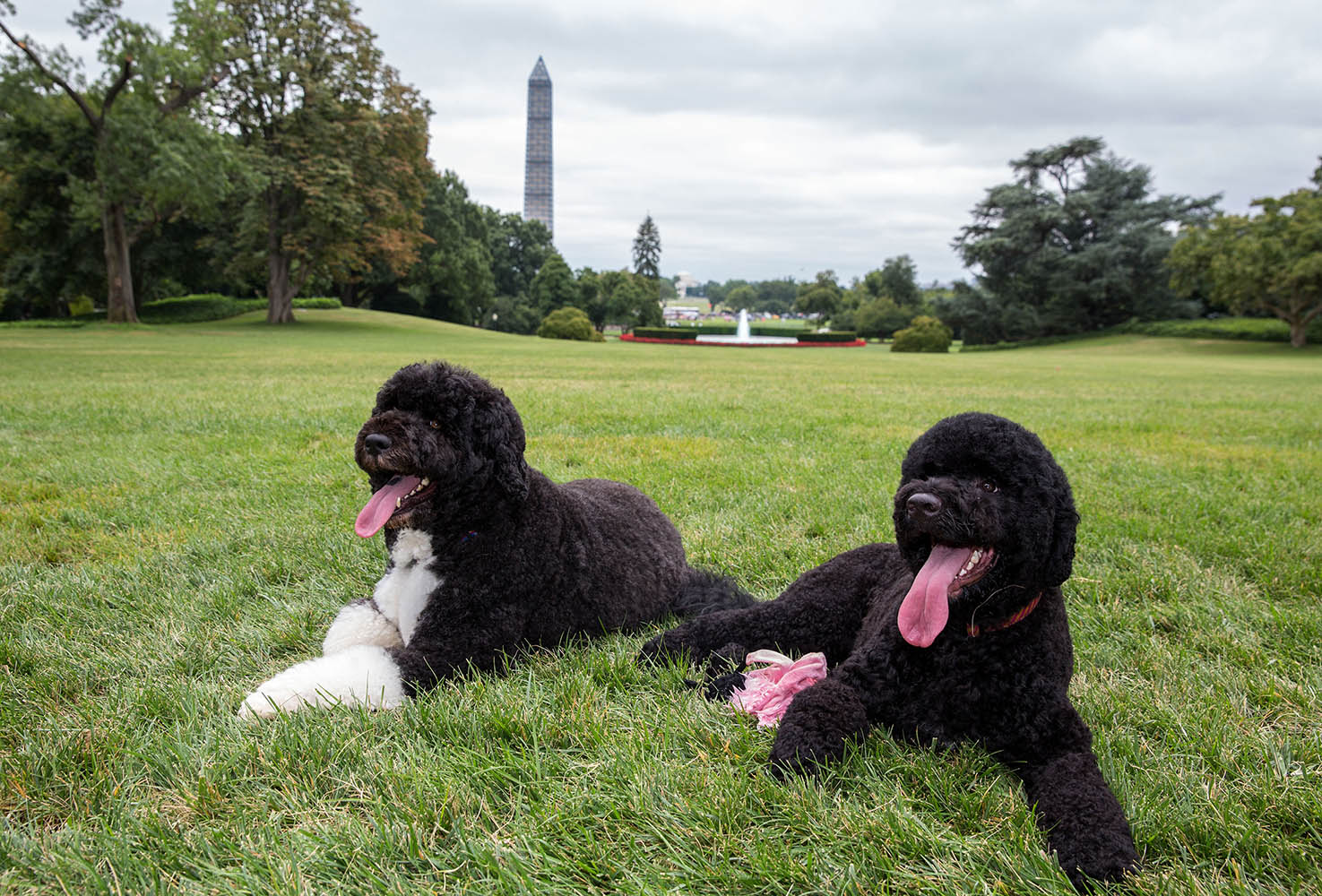 A Washington Summer