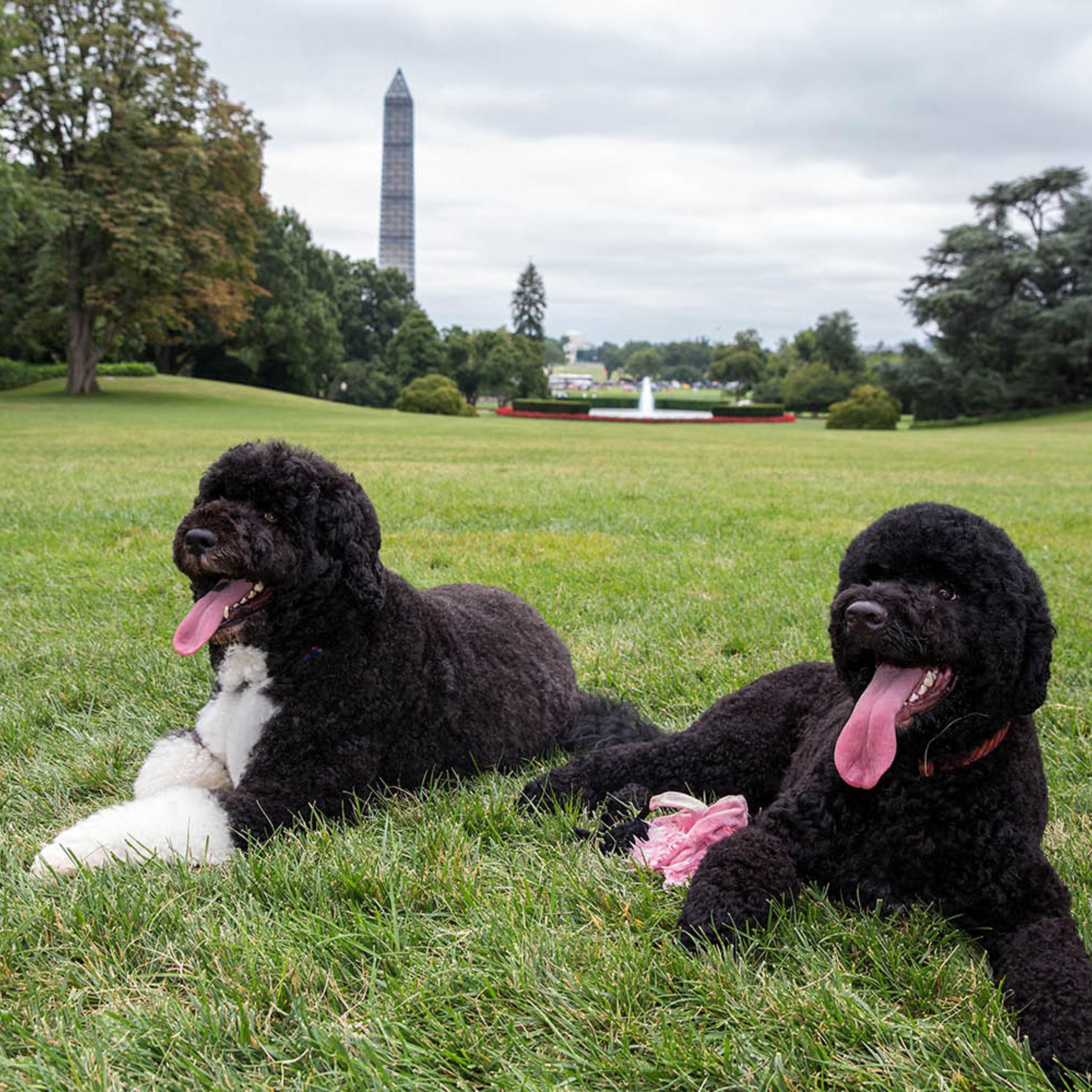 A Washington Summer