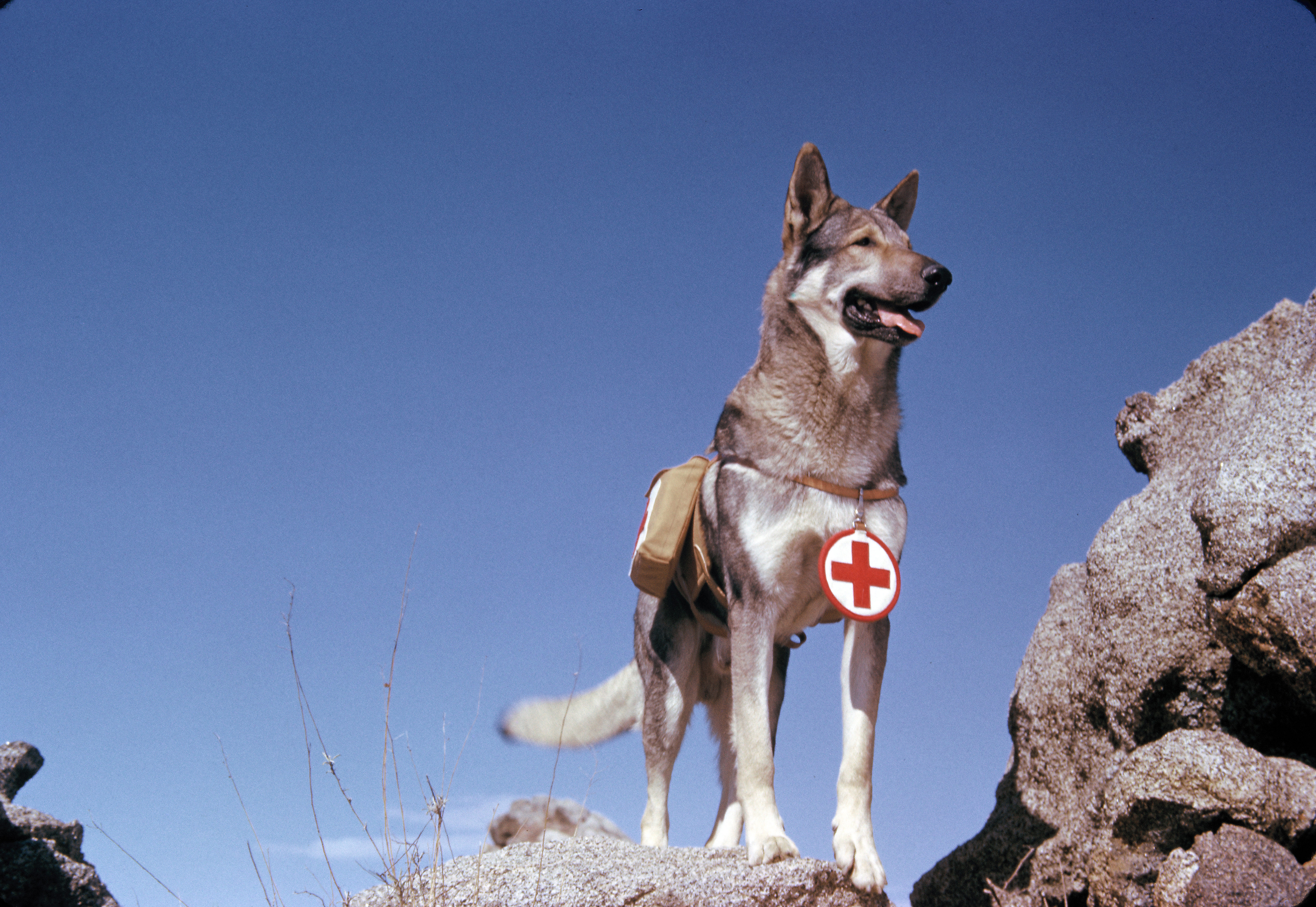 Most Famous Dogs - Rin Tin Tin