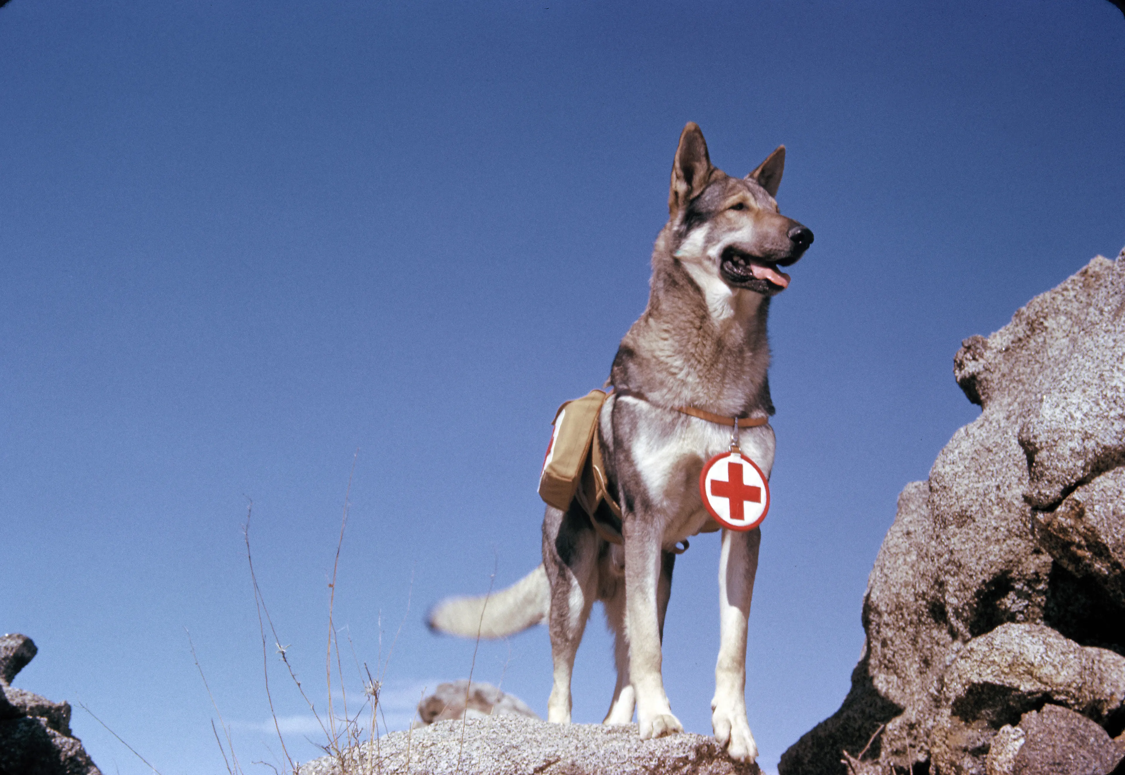 Most Famous Dogs - Rin Tin Tin