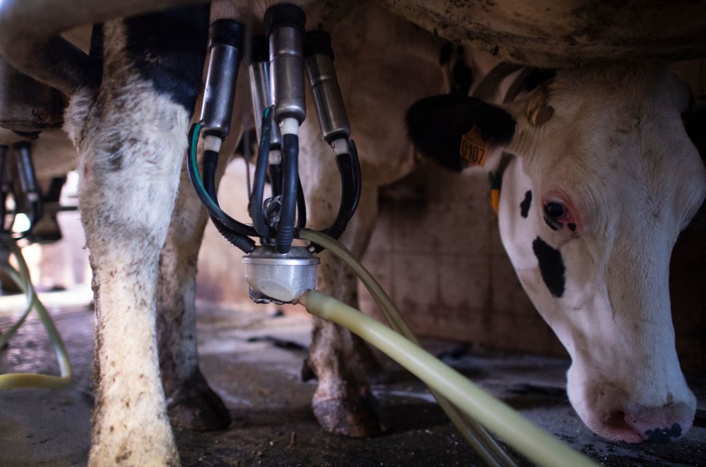 extreme-heat-imperiling-global-dairy-supply
