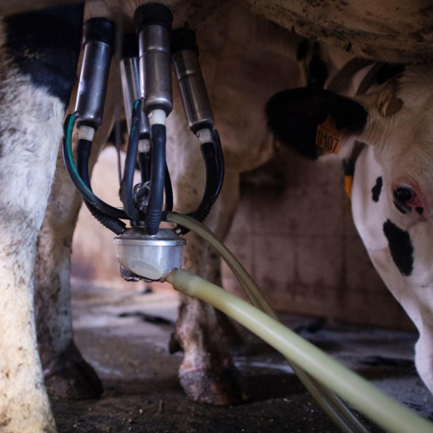 extreme-heat-imperiling-global-dairy-supply