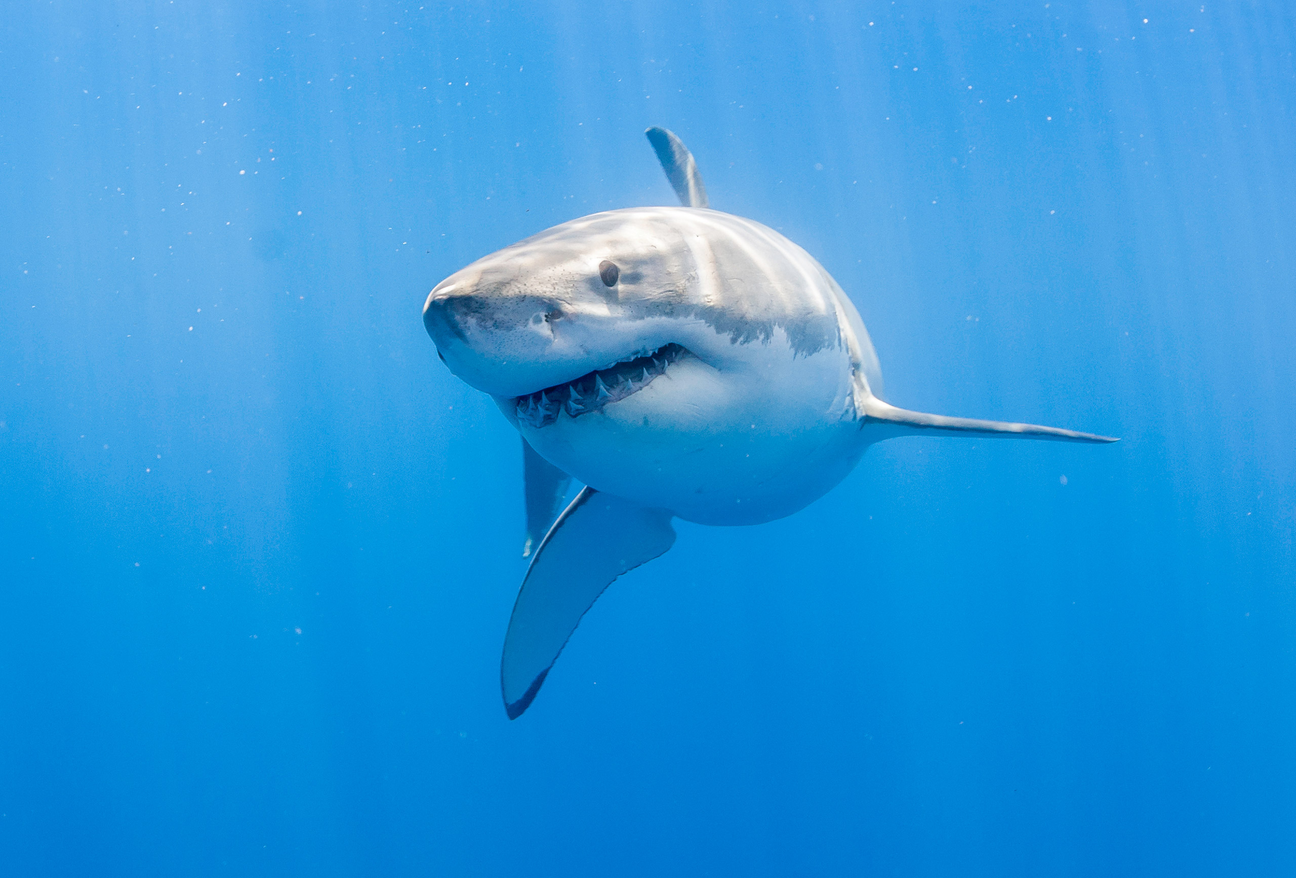 Great white shark