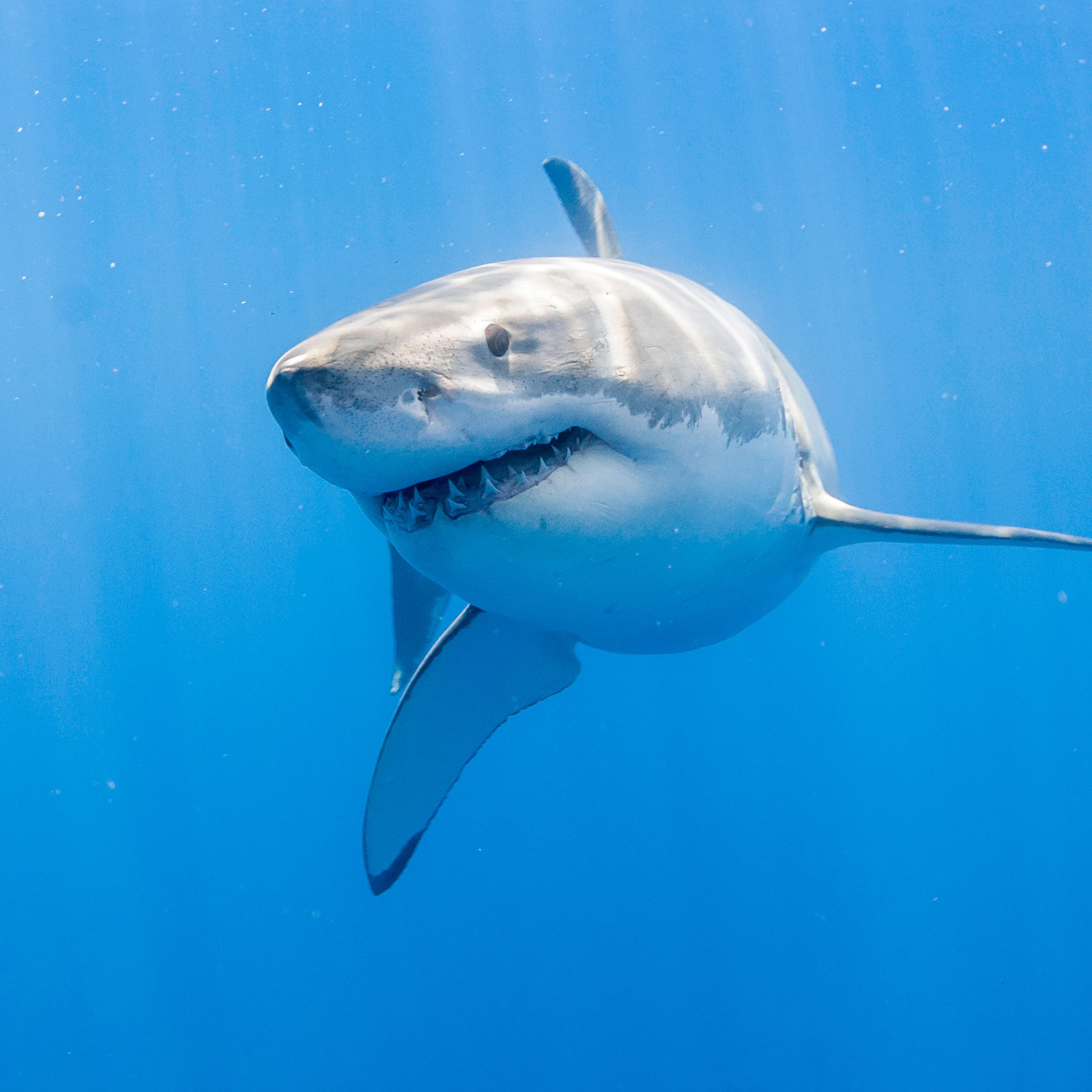 Great white shark