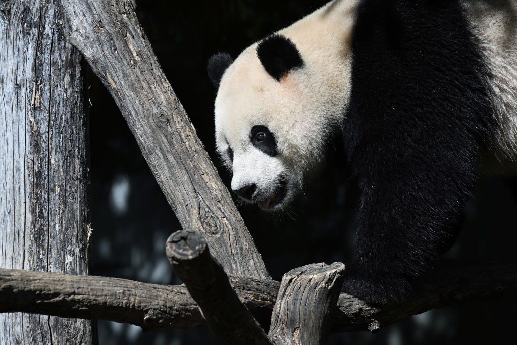 Giant pandas - Washington, DC