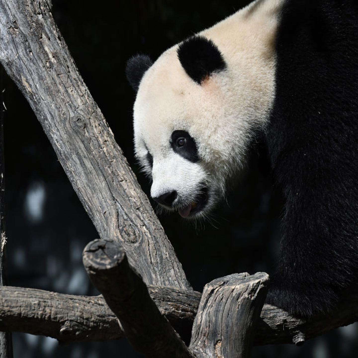 Giant pandas - Washington, DC