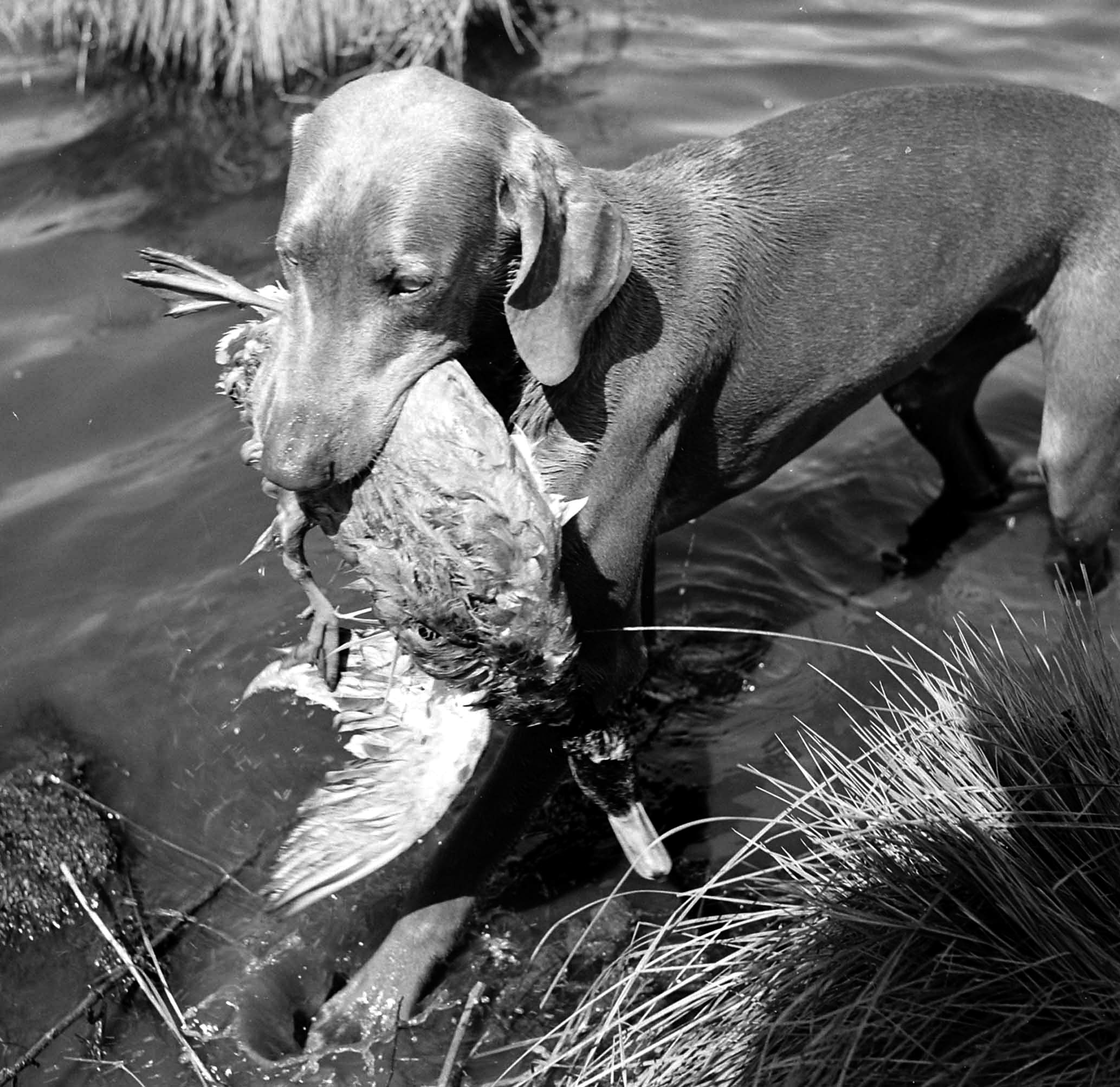 Westminster: See Photos of Perennial Underdog Weimaraner