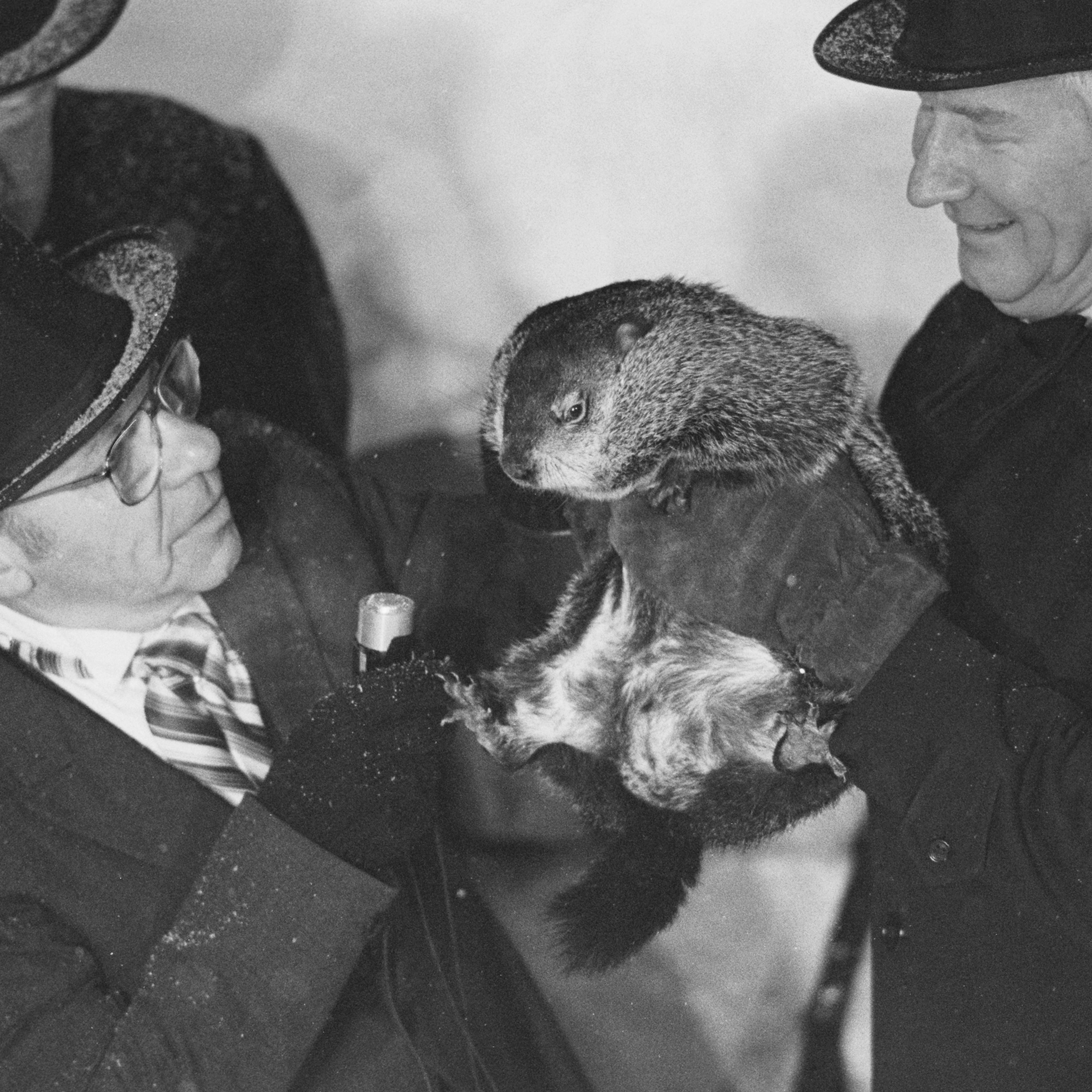 Groundhog Day Inspectors with Groundhog