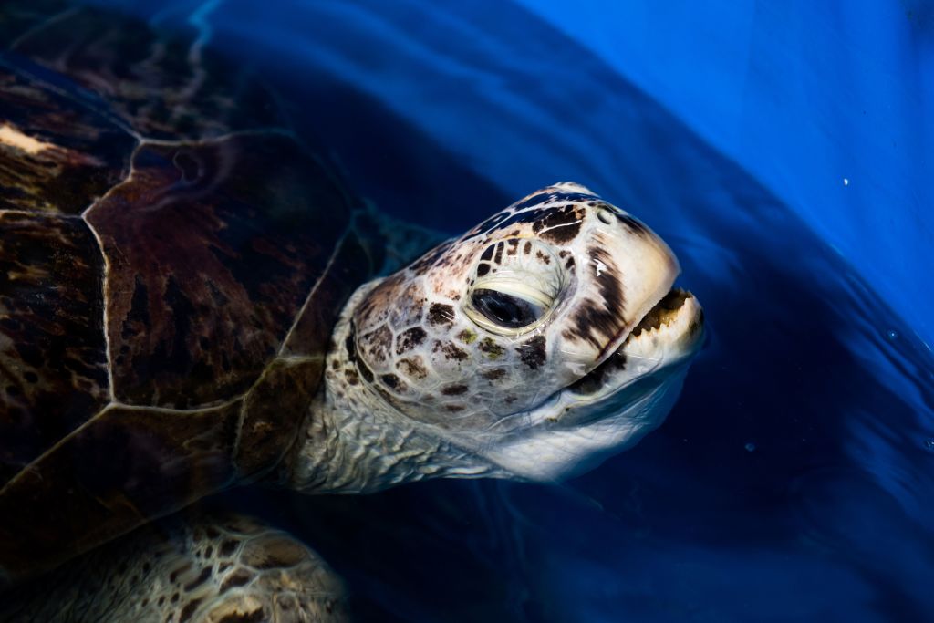 THAILAND-ANIMALS-TURTLE