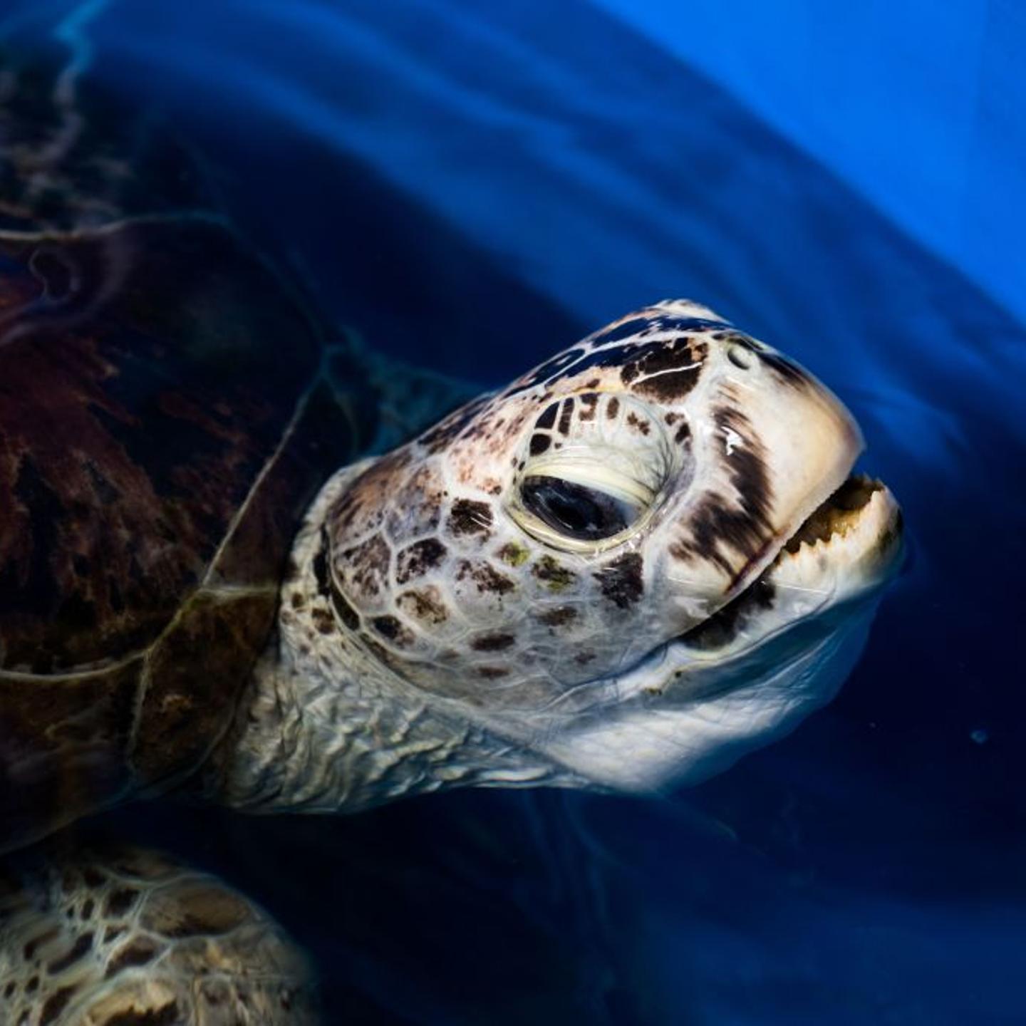 THAILAND-ANIMALS-TURTLE