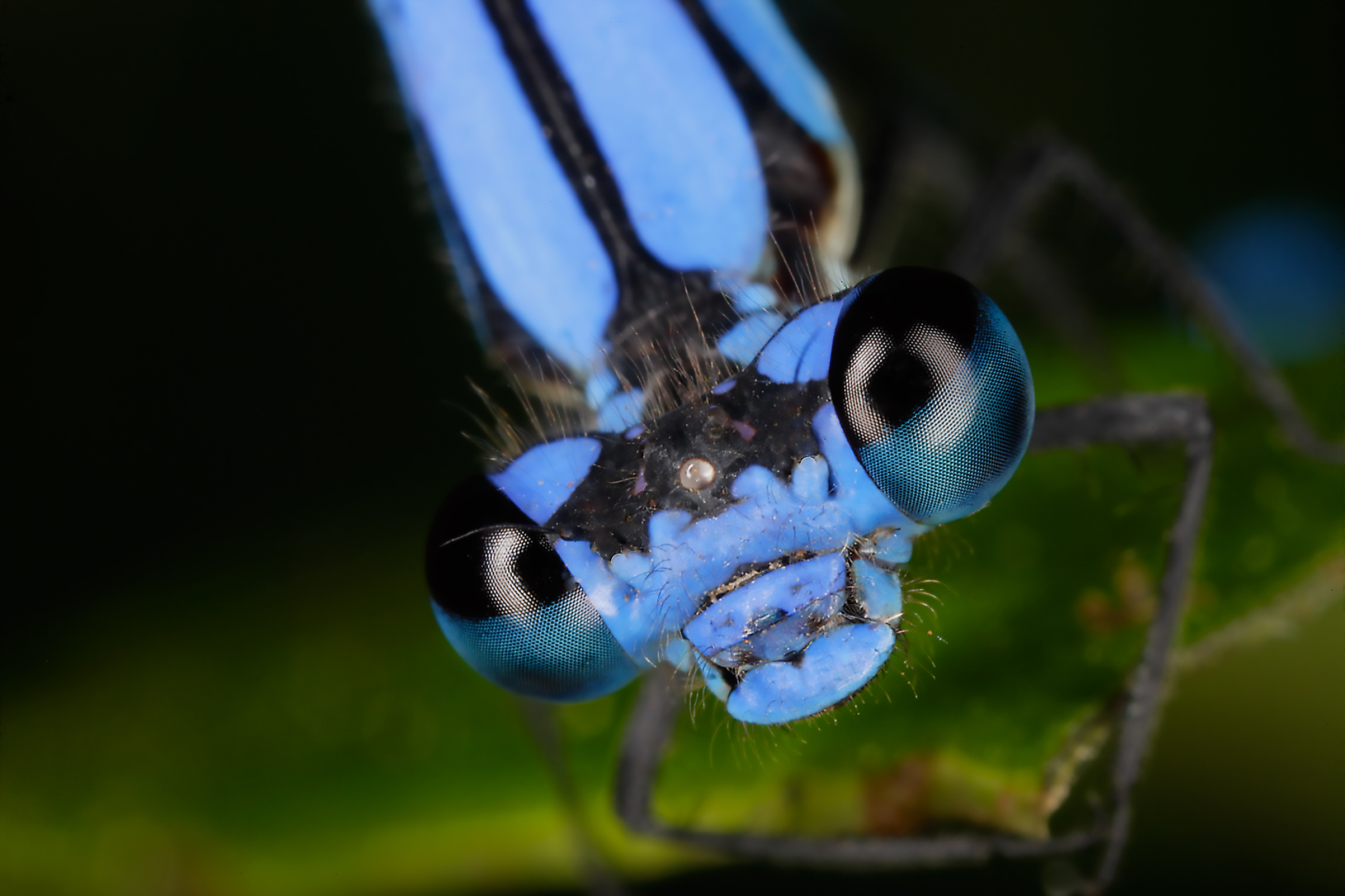 learning-to-see-insects-film