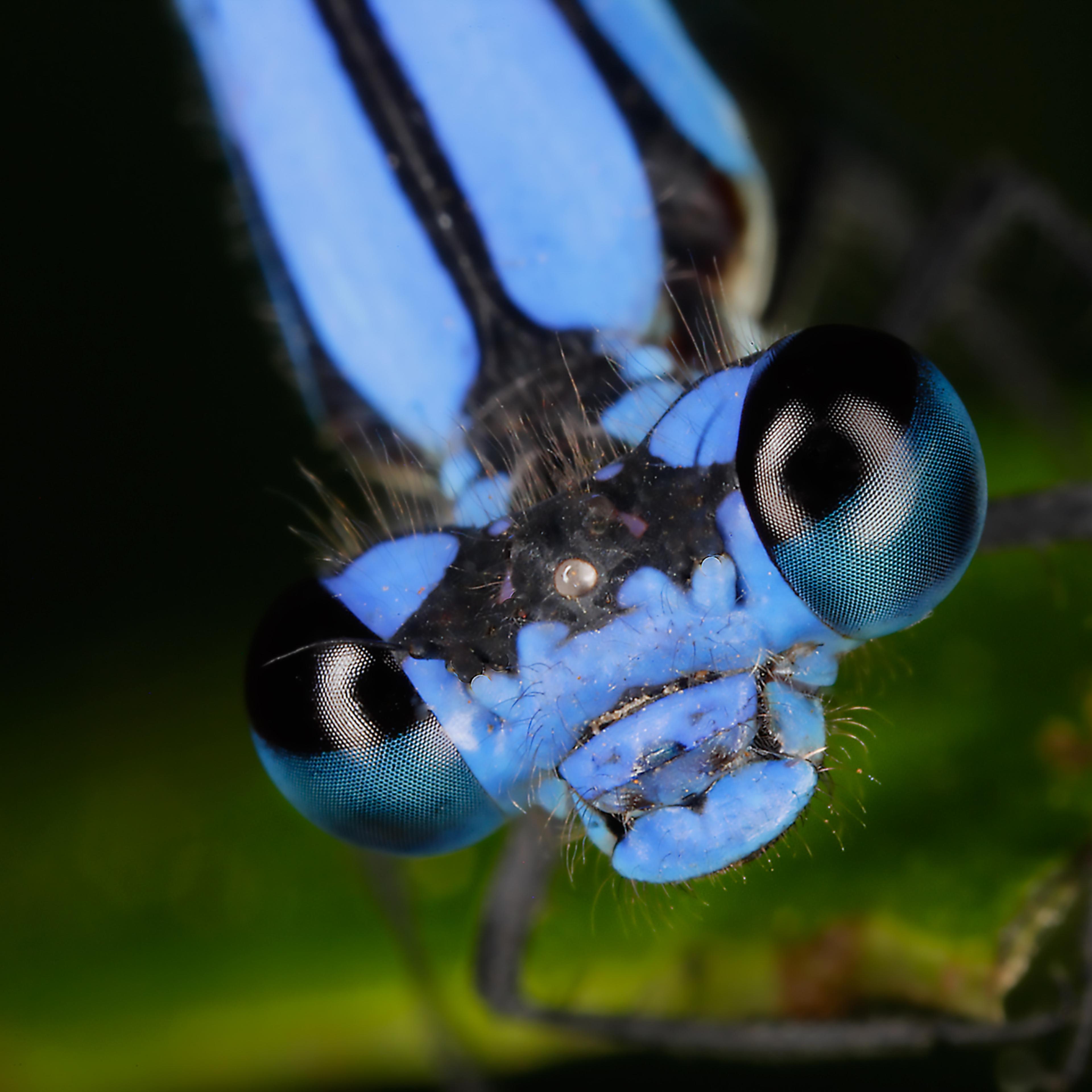 learning-to-see-insects-film