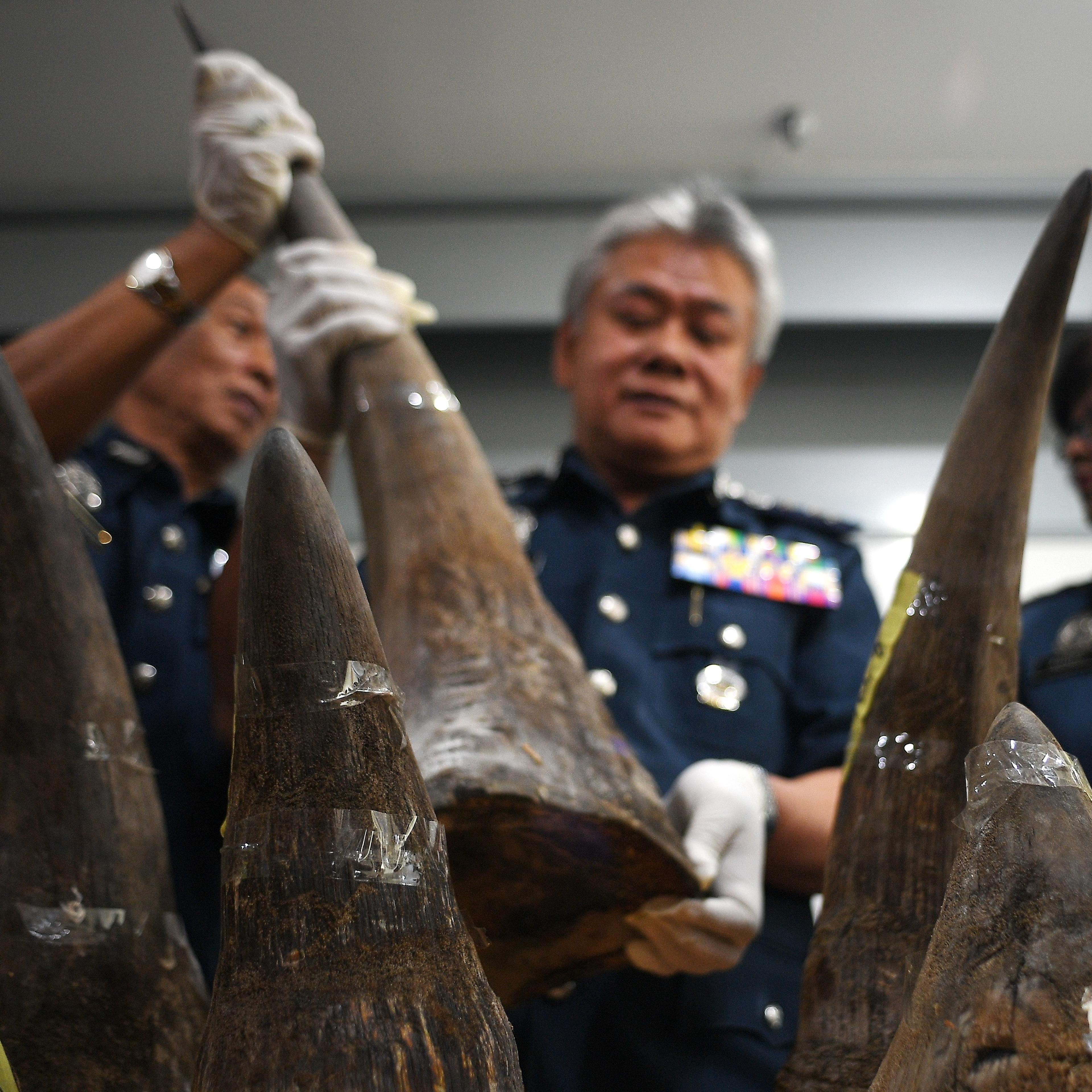 malaysia sieze rhino horns airport