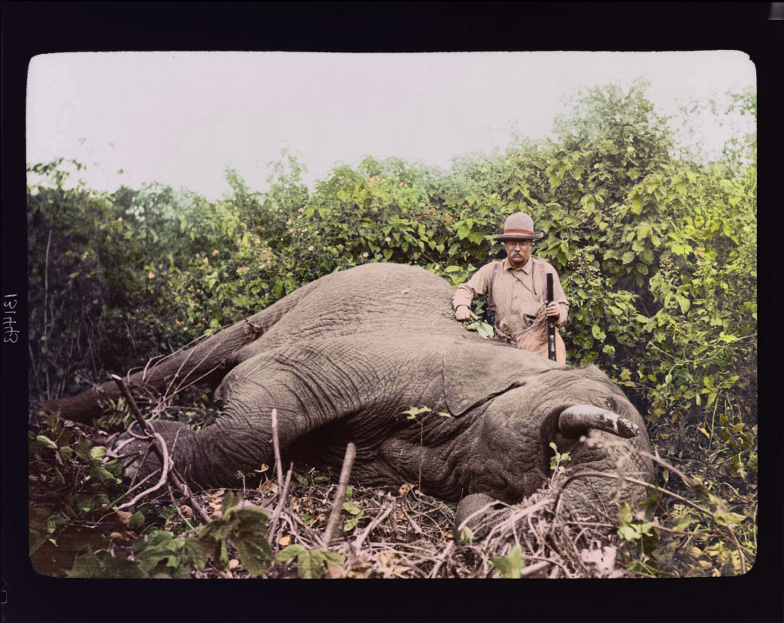 Col. Theodore Roosevelt with a dead elephant at Meru, Kenya.
<br><br>
<i>The Siena Research Institute (SRI) at Siena College often releases complex expert rankings of all U.S. Presidents. In 2010, the SRI Survey Ranked Roosevelt the #2 President of All Time. Roosevelt took top marks in the survey's categories for 'Imagination,' 'Willingness to Take Risks', 'Court Appointments' and 'Intelligence.'</i>