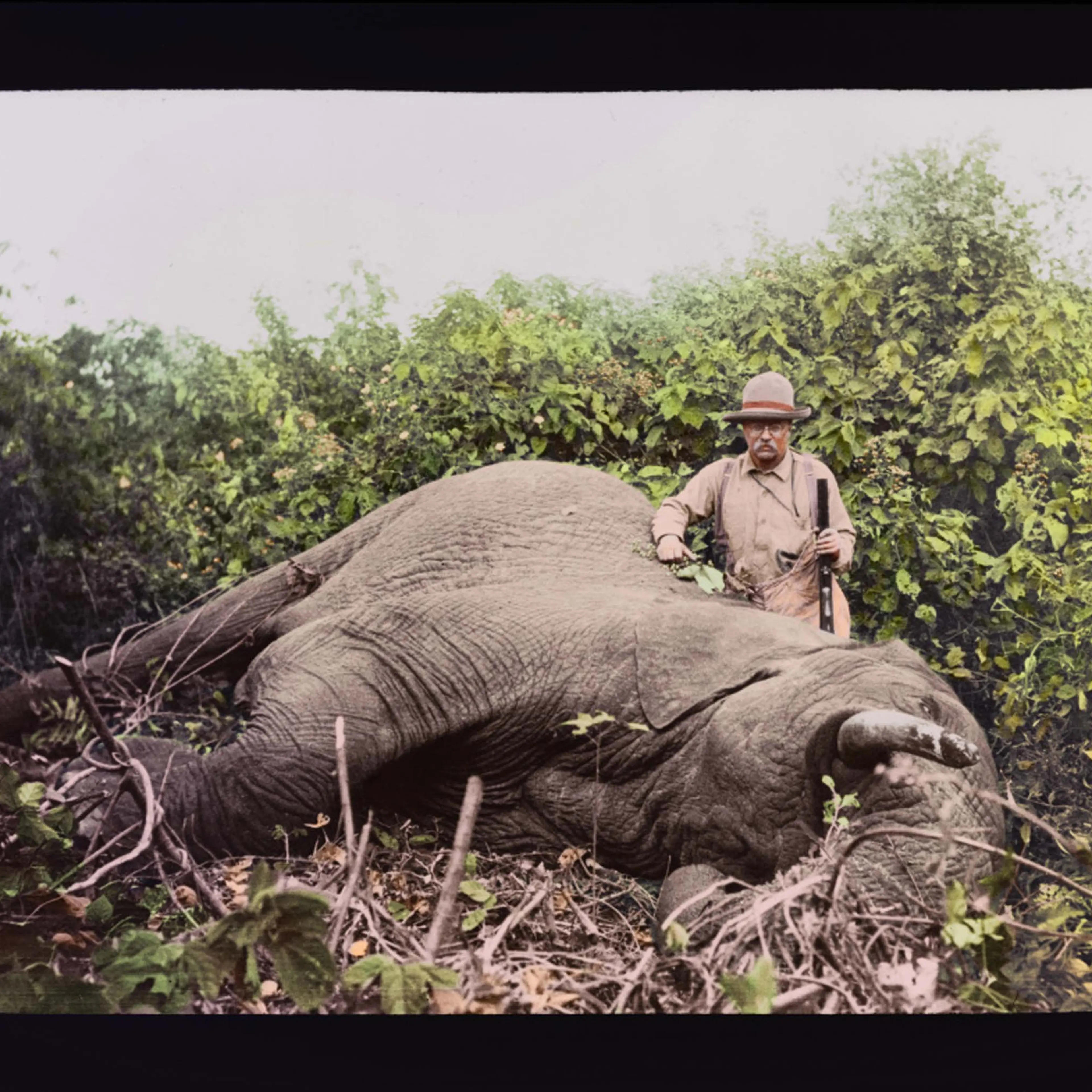Col. Theodore Roosevelt with a dead elephant at Meru, Kenya.
<br><br>
<i>The Siena Research Institute (SRI) at Siena College often releases complex expert rankings of all U.S. Presidents. In 2010, the SRI Survey Ranked Roosevelt the #2 President of All Time. Roosevelt took top marks in the survey's categories for 'Imagination,' 'Willingness to Take Risks', 'Court Appointments' and 'Intelligence.'</i>