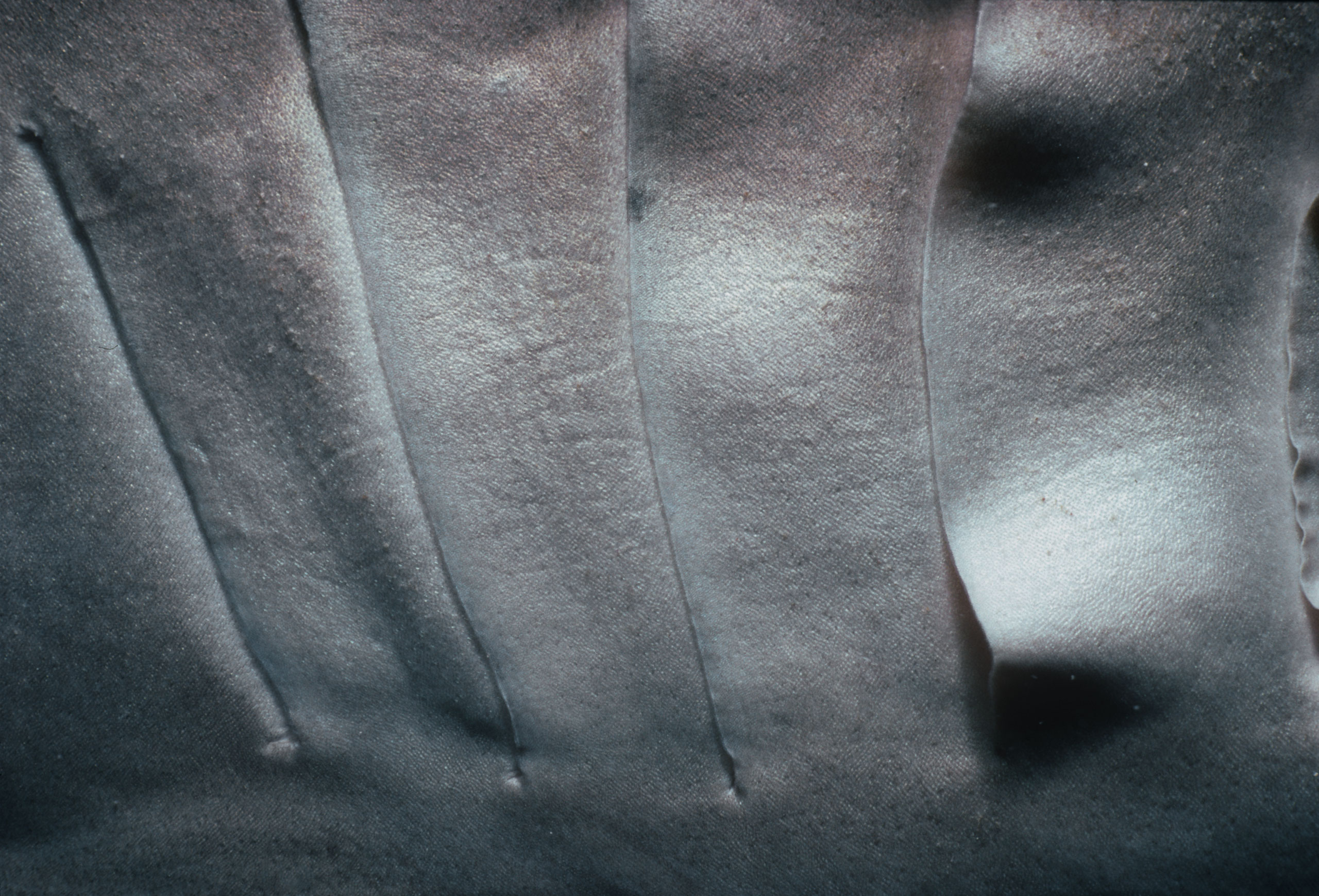 Gills of a Lemon Shark at night