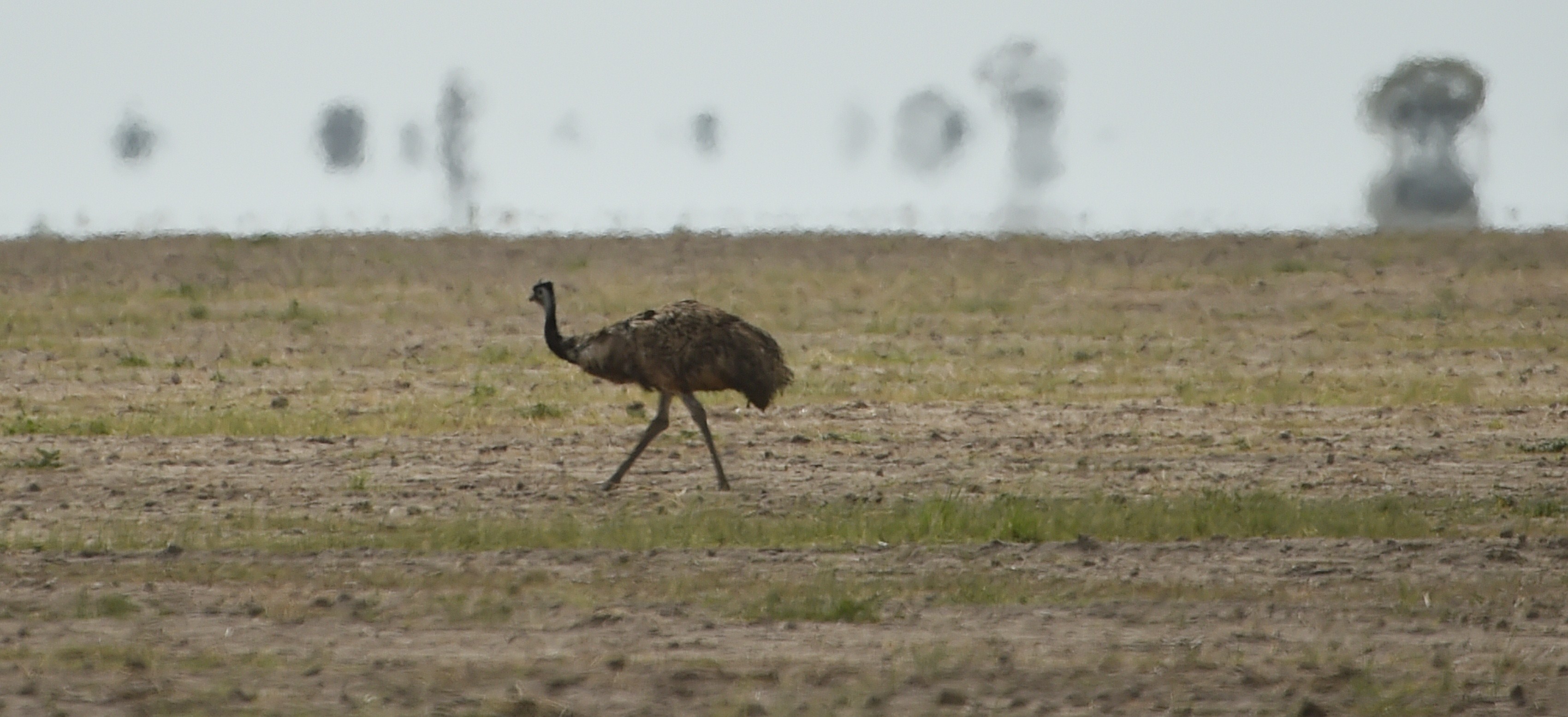 AUSTRALIA-WEATHER-DROUGHT-FARMING