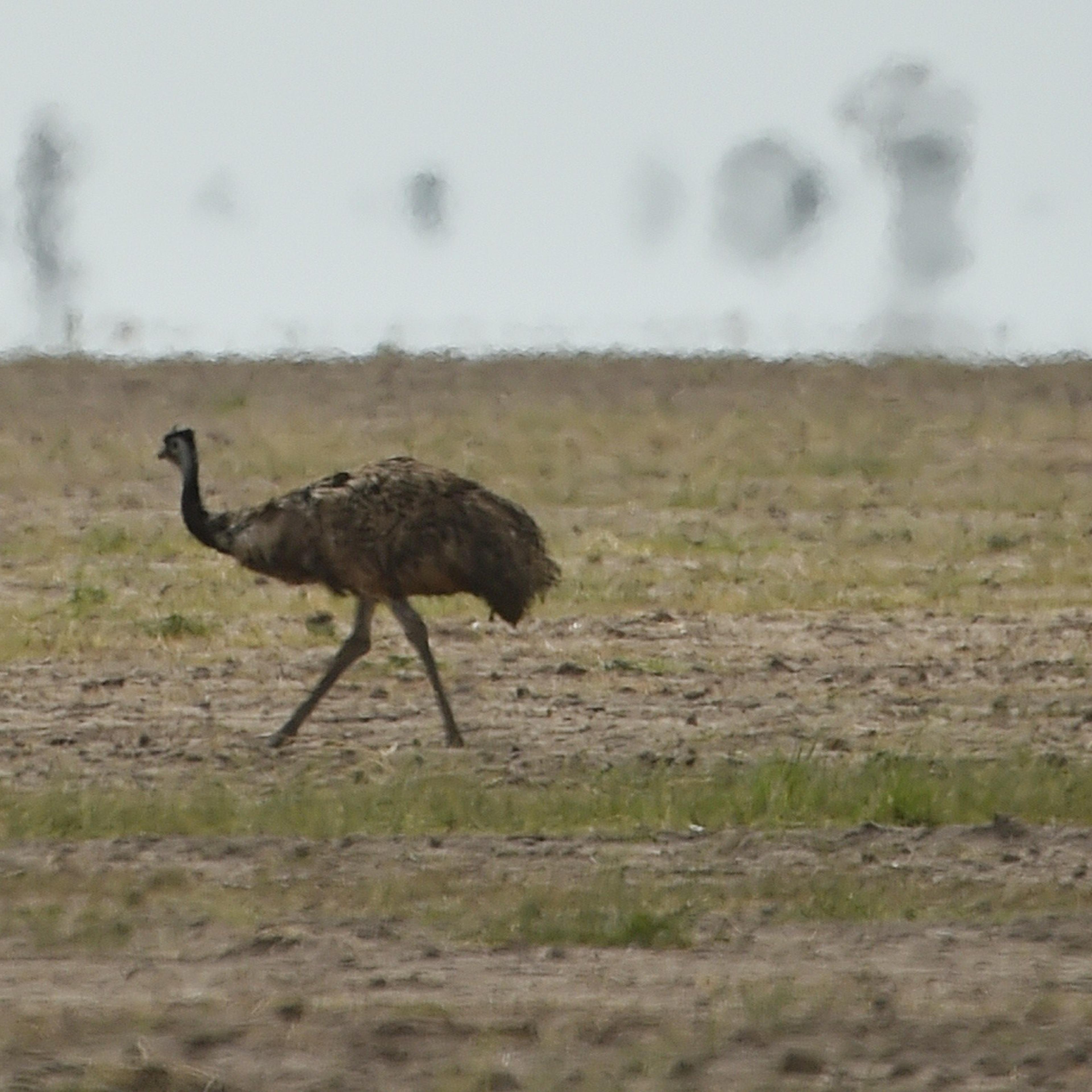 AUSTRALIA-WEATHER-DROUGHT-FARMING