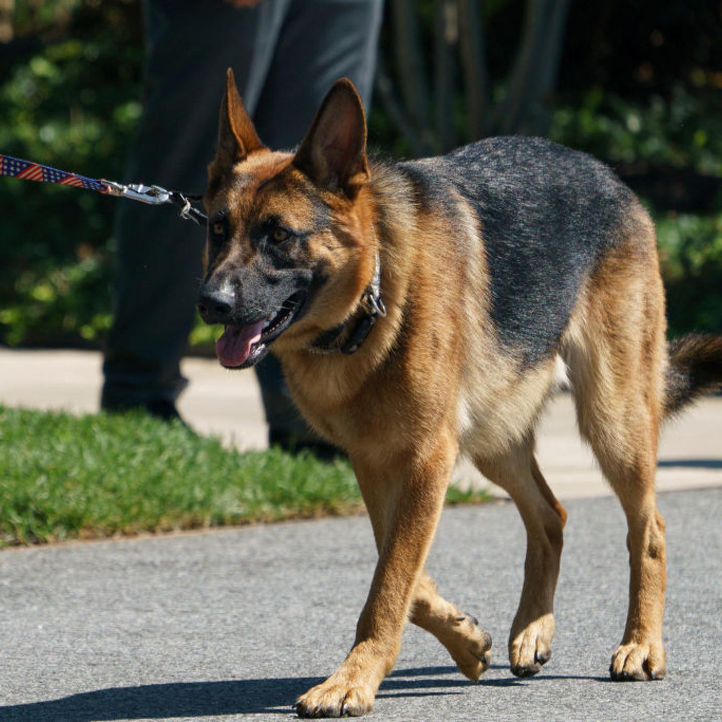 U.S. President Joe Biden's dog 'Commander' walks on the south grounds of the White House in Washington, DC on Aug. 9, 2022.