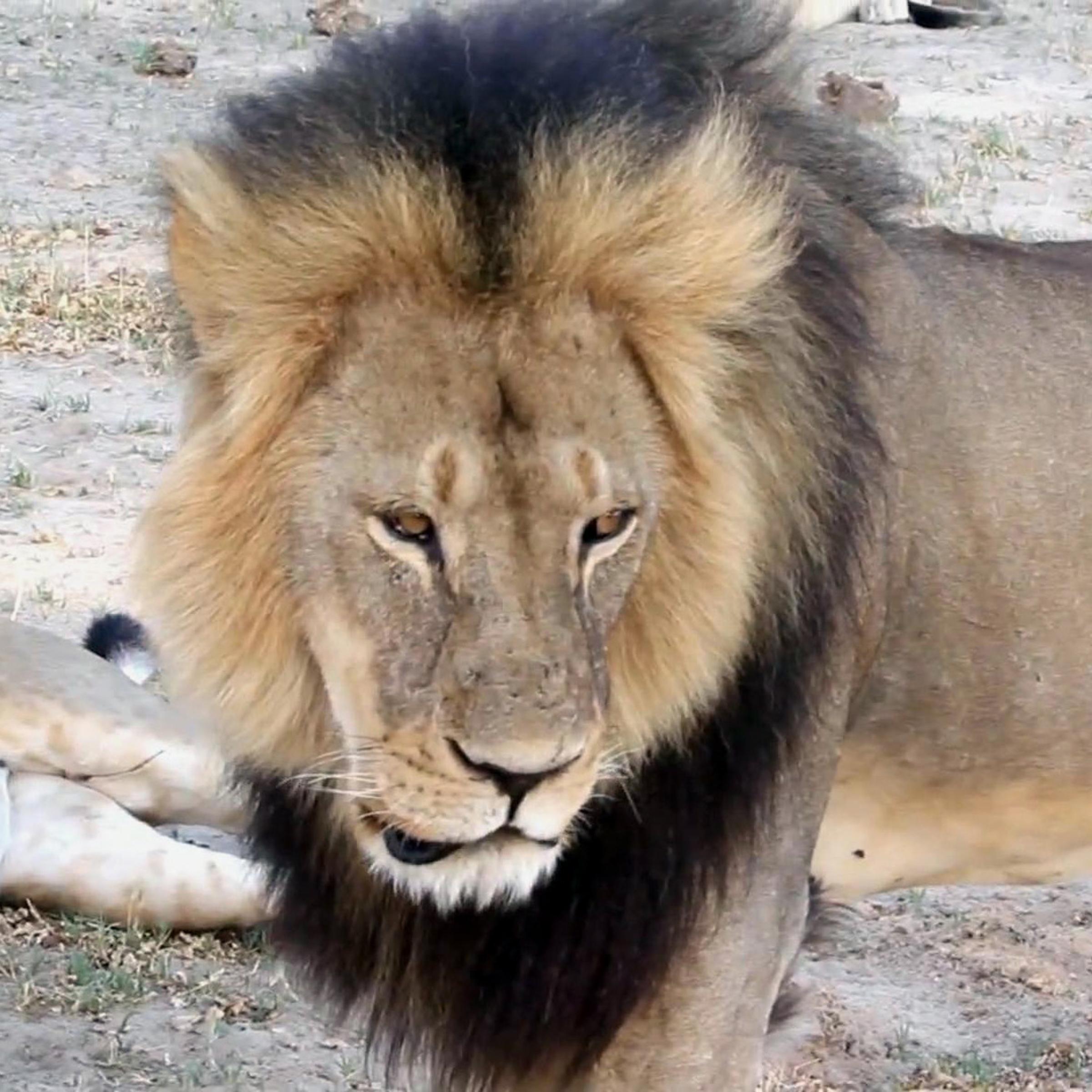 Zimbabwe Lion Killed cecil