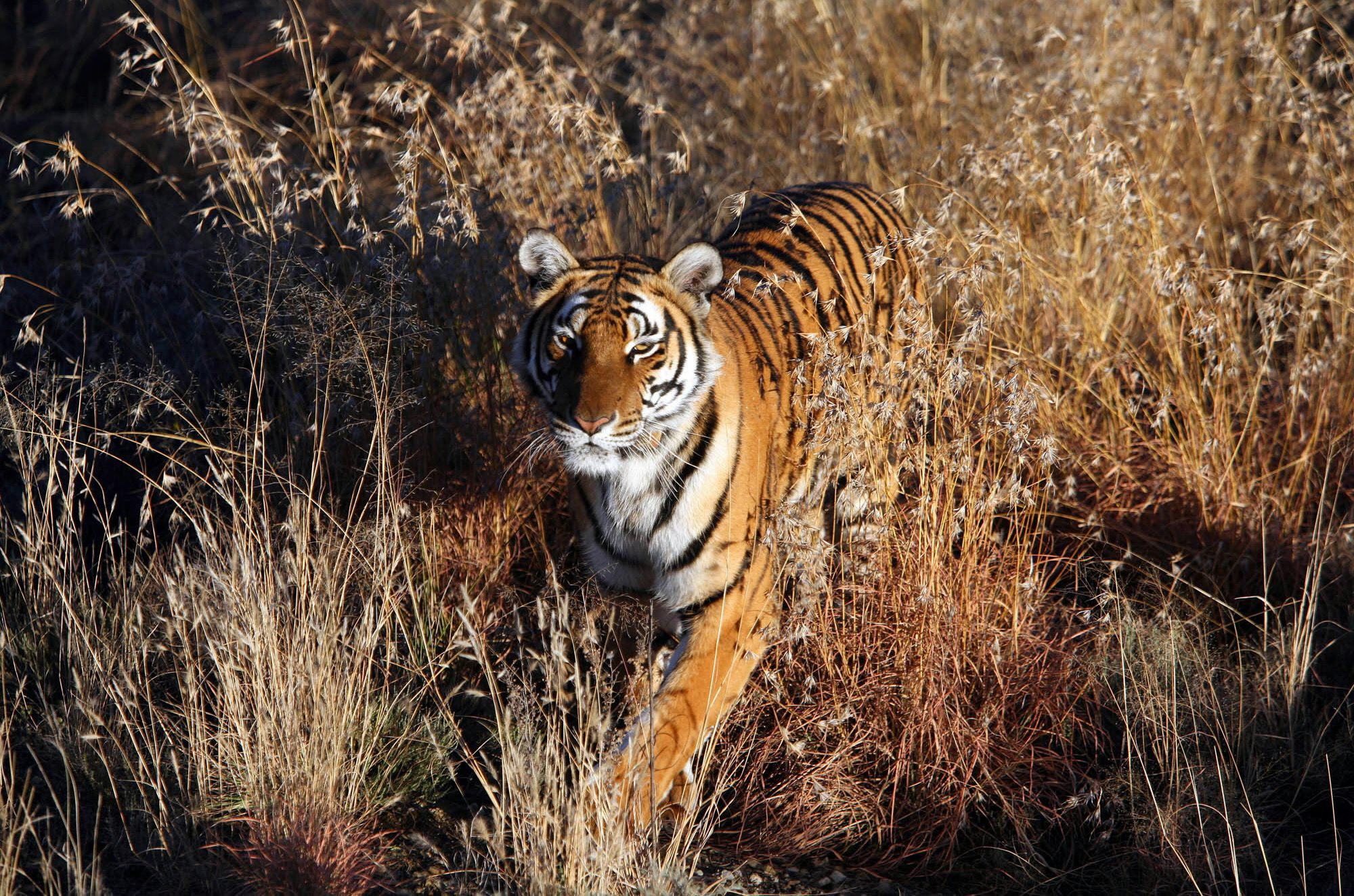 Endangered Chinese Tigers Find New Home