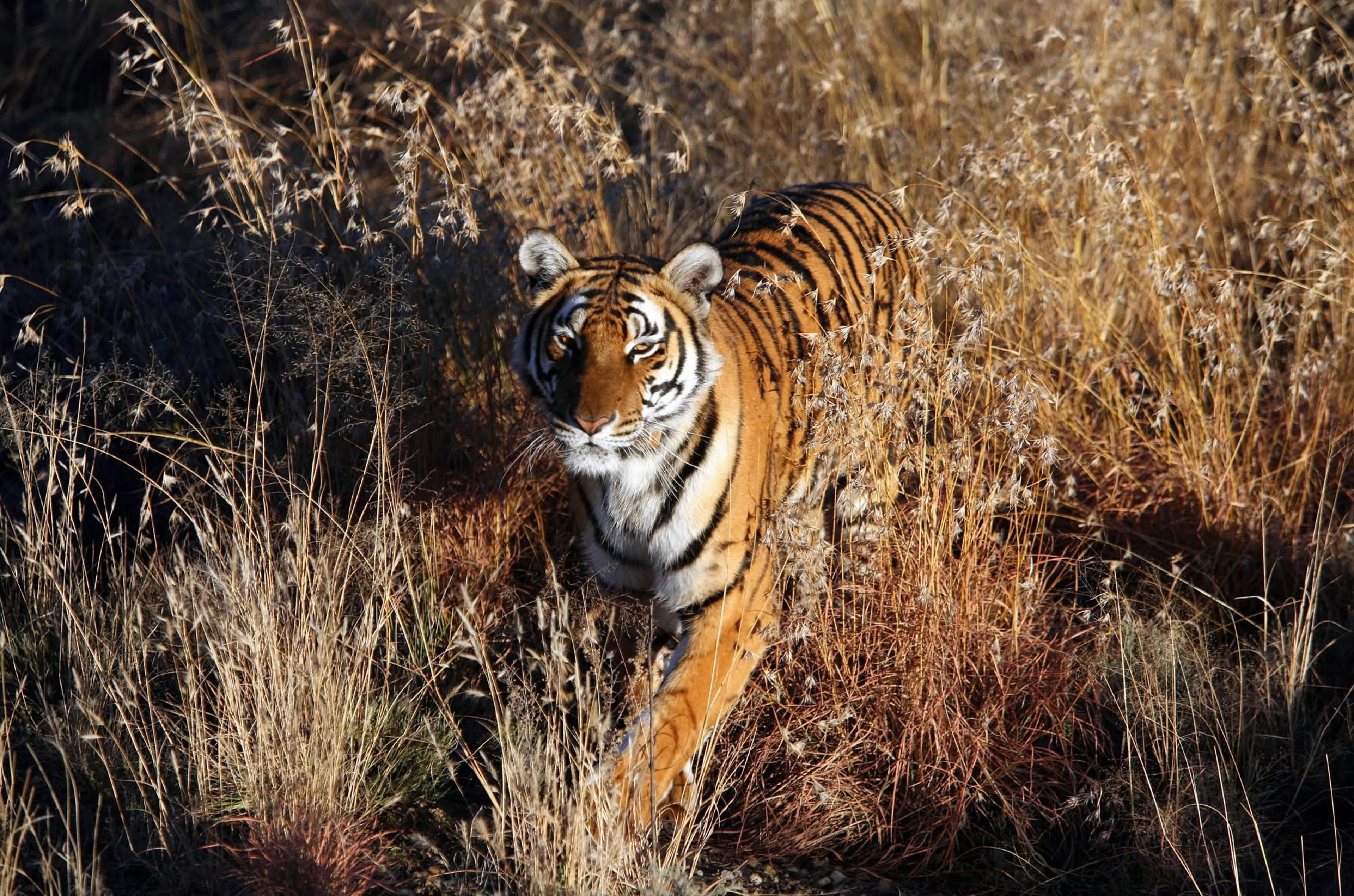 Endangered Chinese Tigers Find New Home