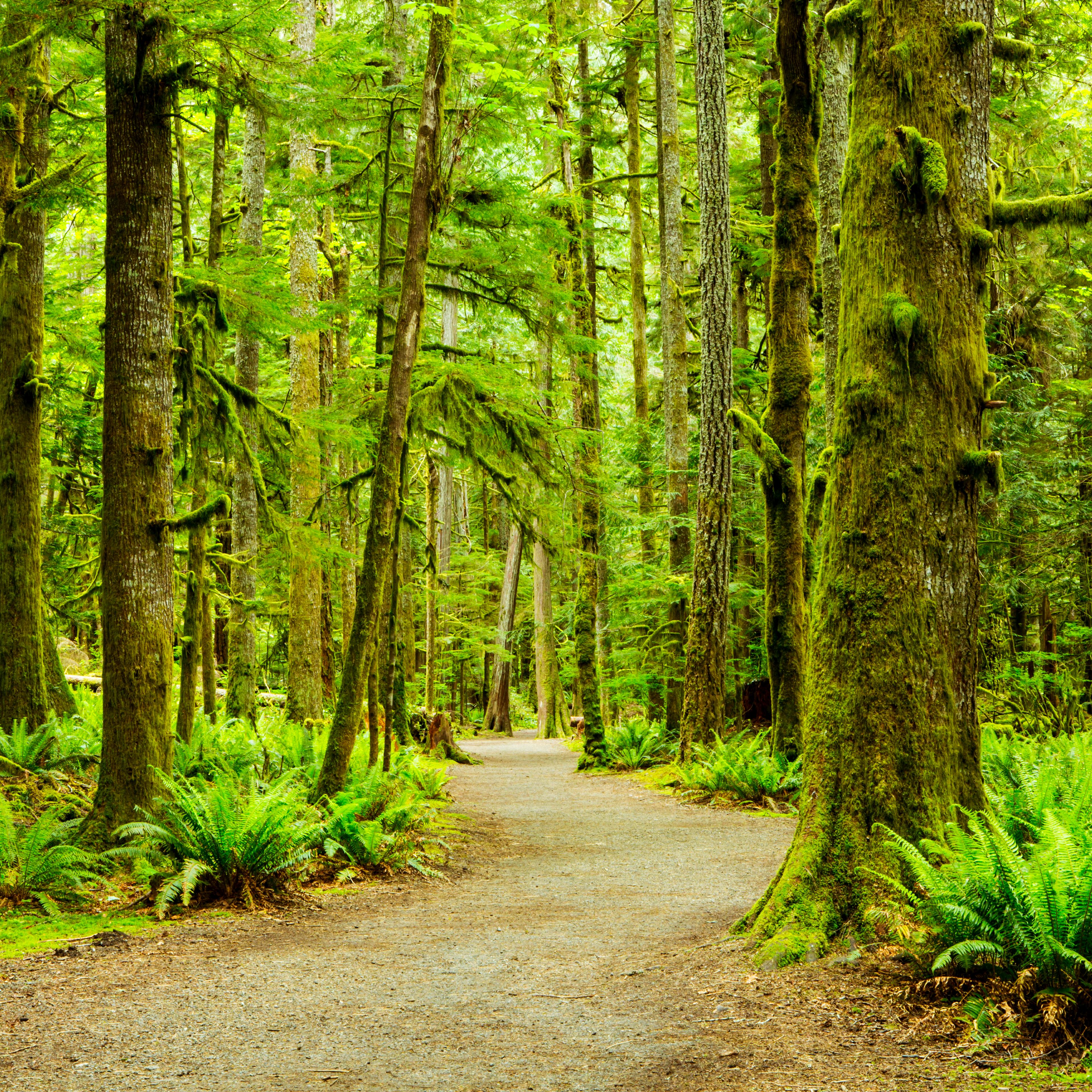 lush green rain forest.