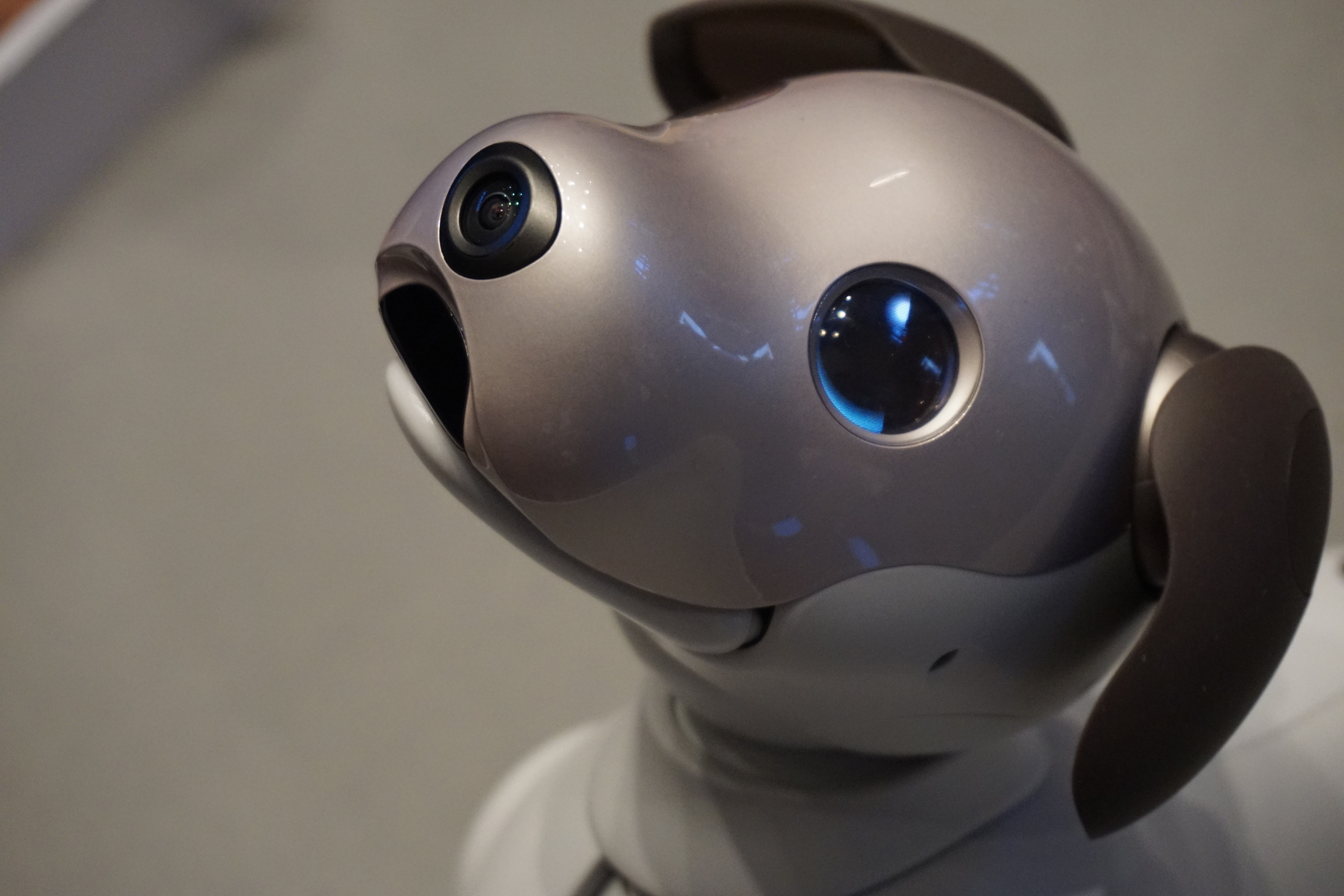 A close up of Sony's Aibo, a robotic dog