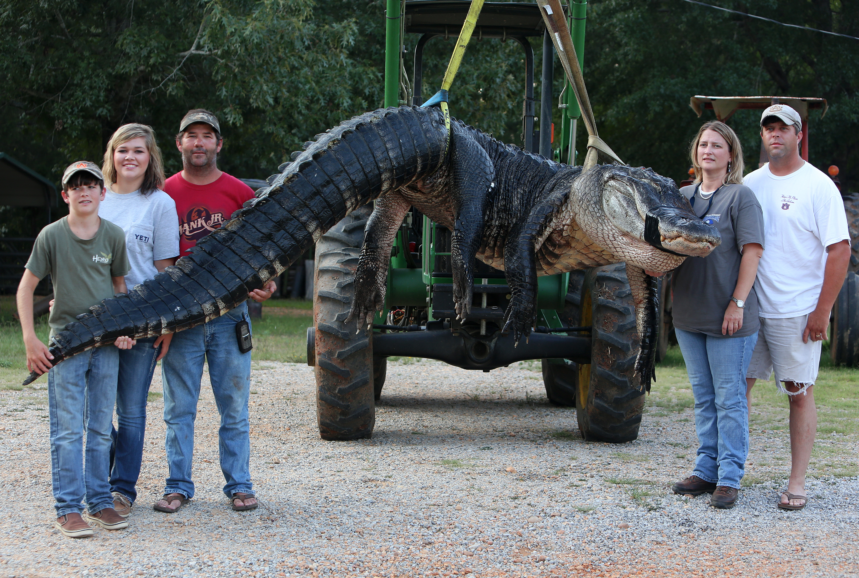 Alabama Alligator