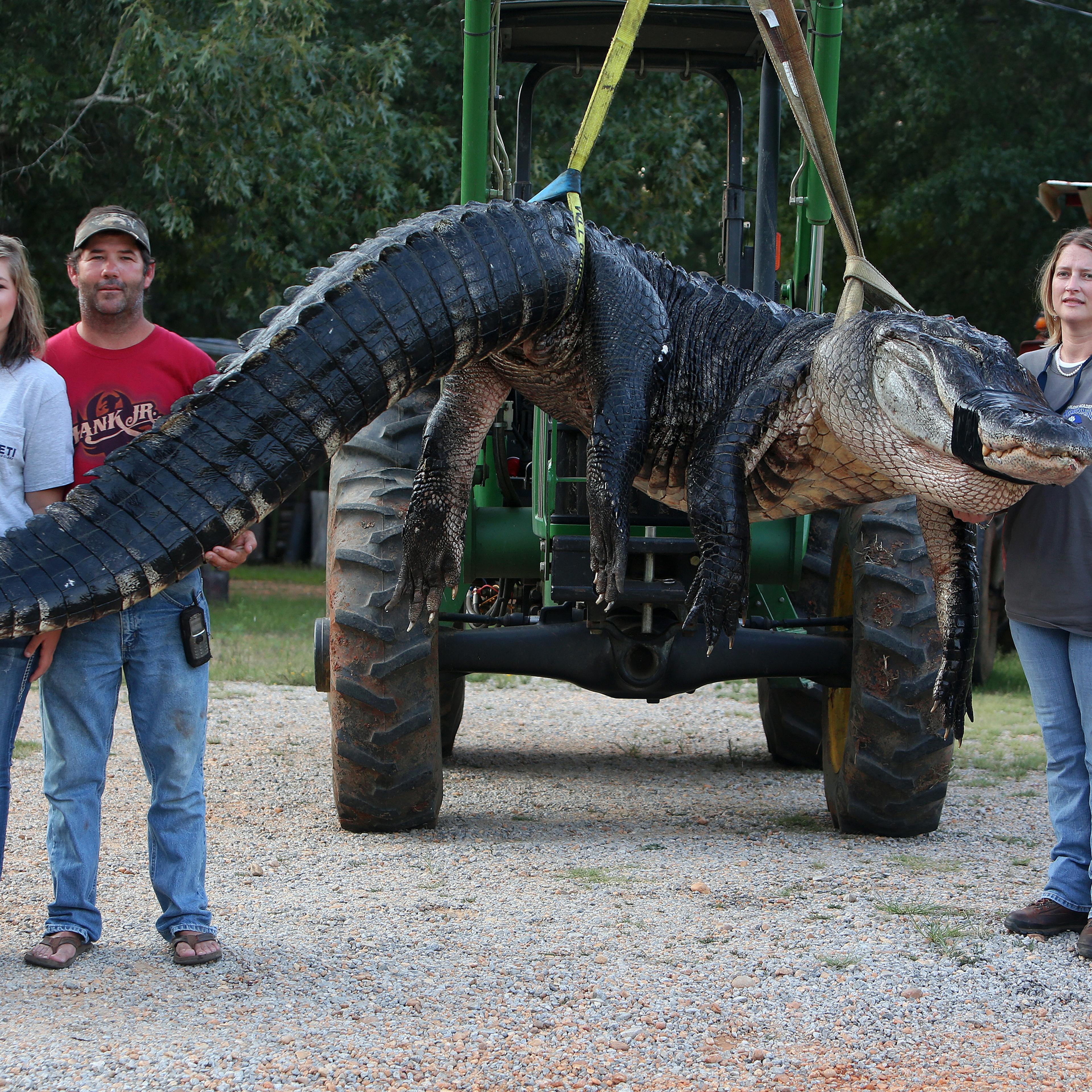 Alabama Alligator