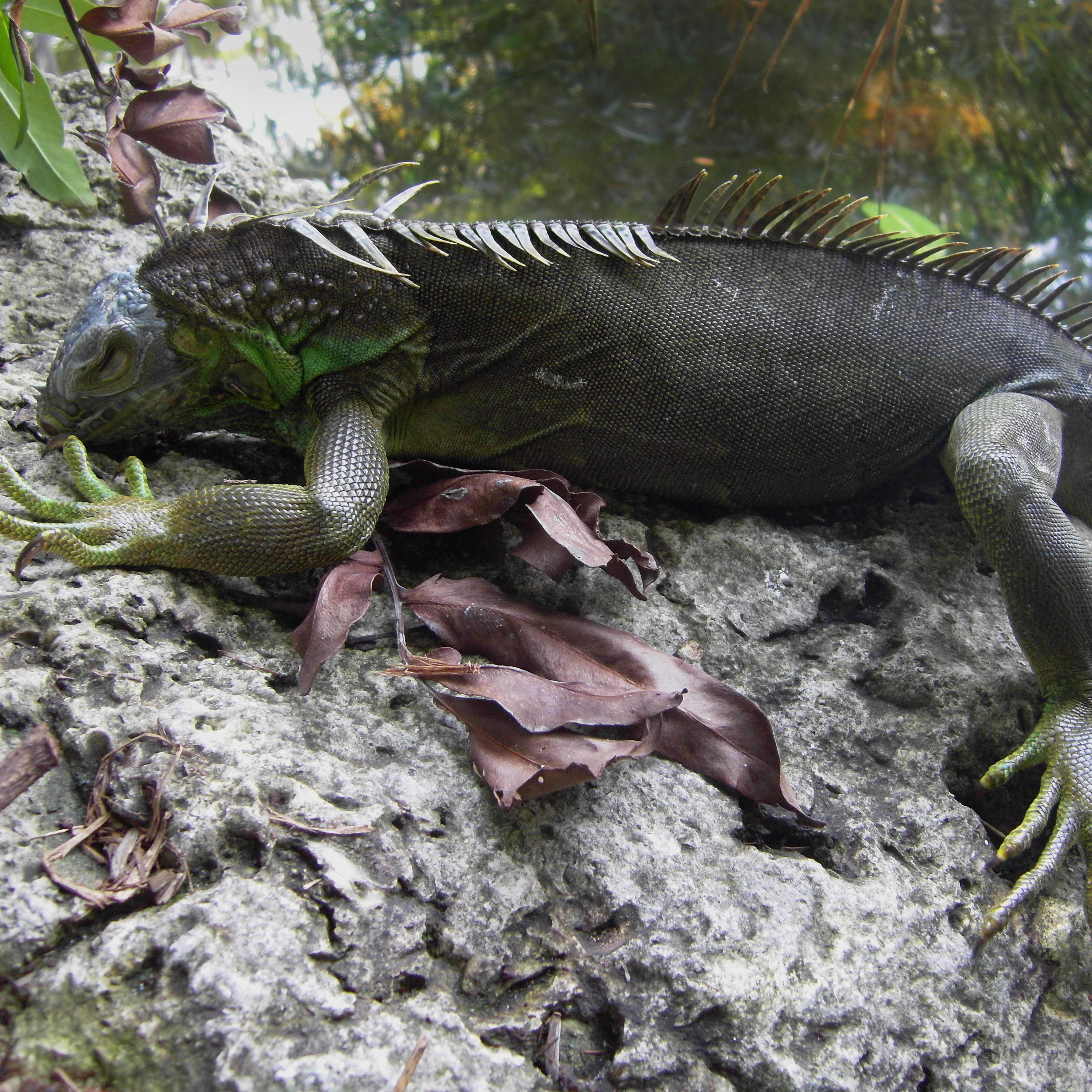 An iguana which fell from a tree climbs