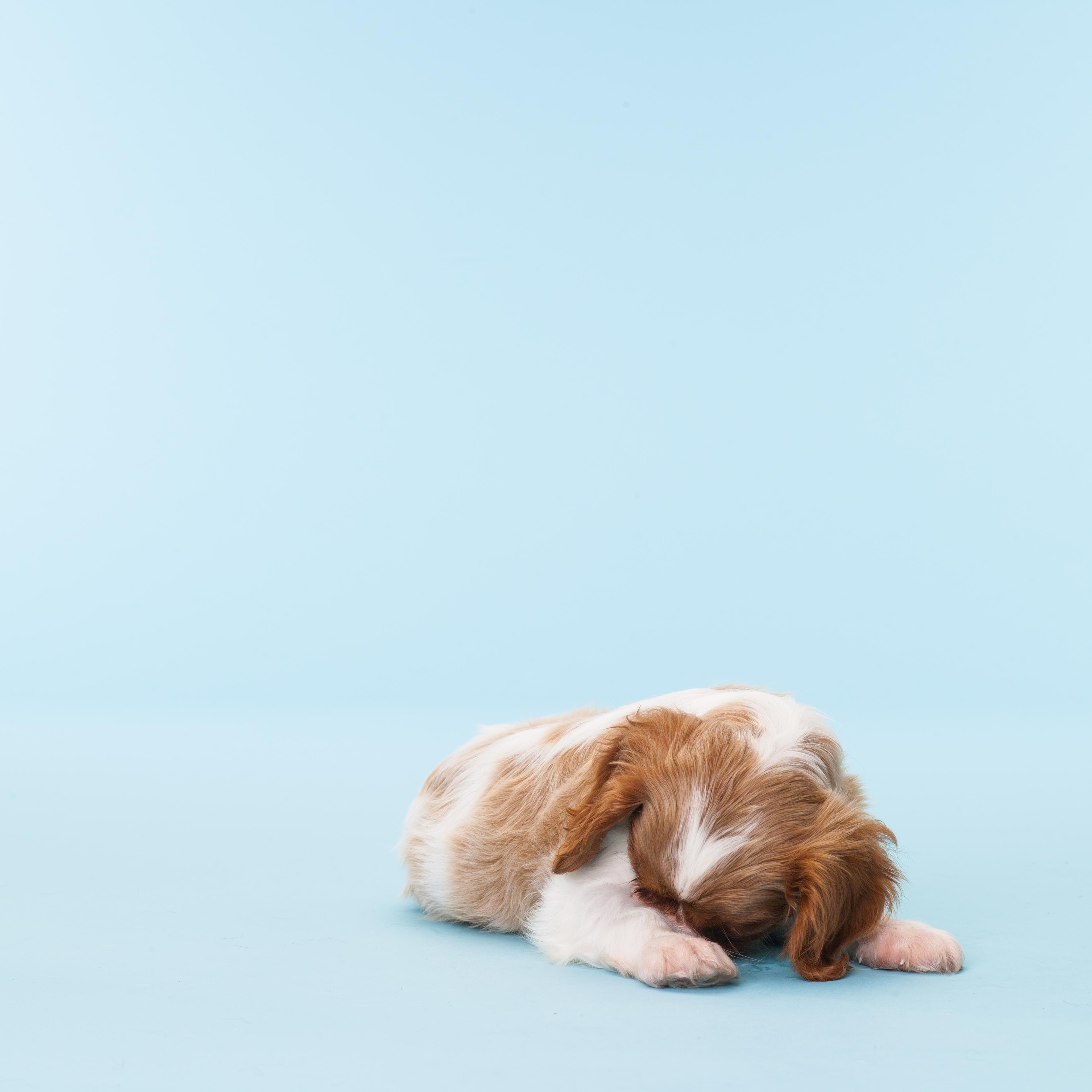 Cavalier King Chalres Burrying it's Head