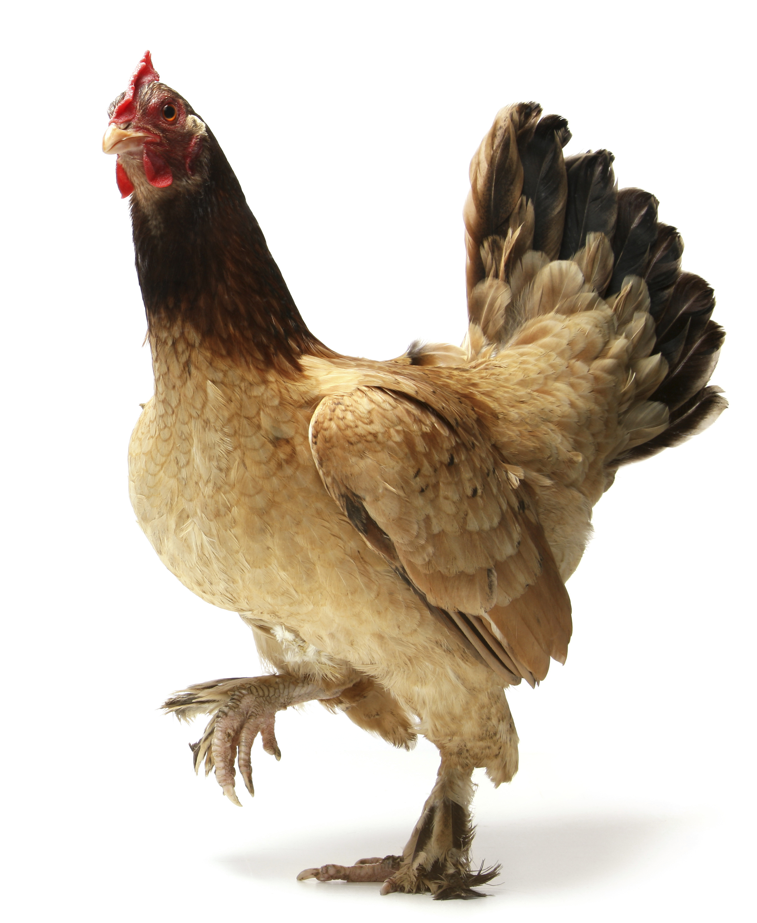 chicken