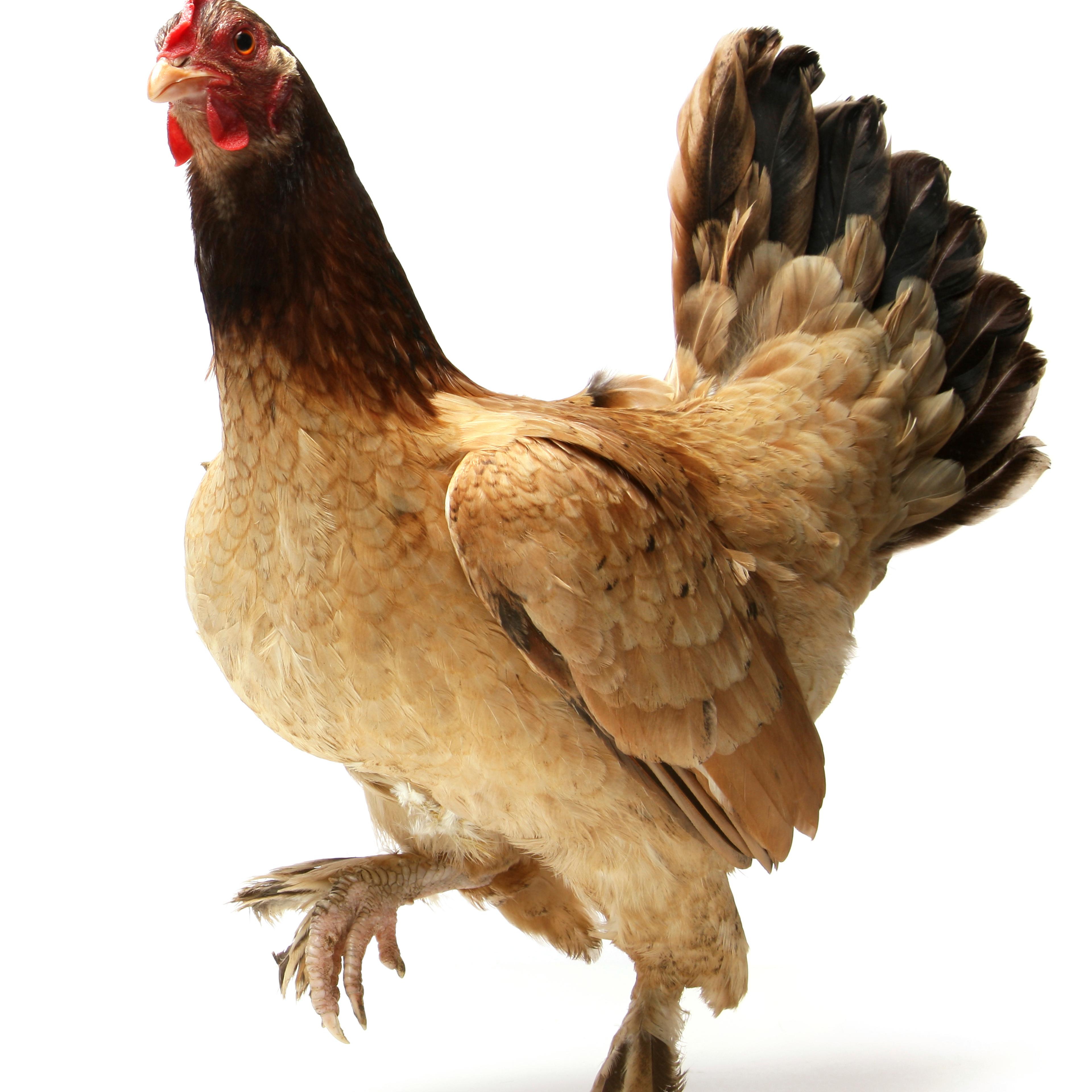 chicken