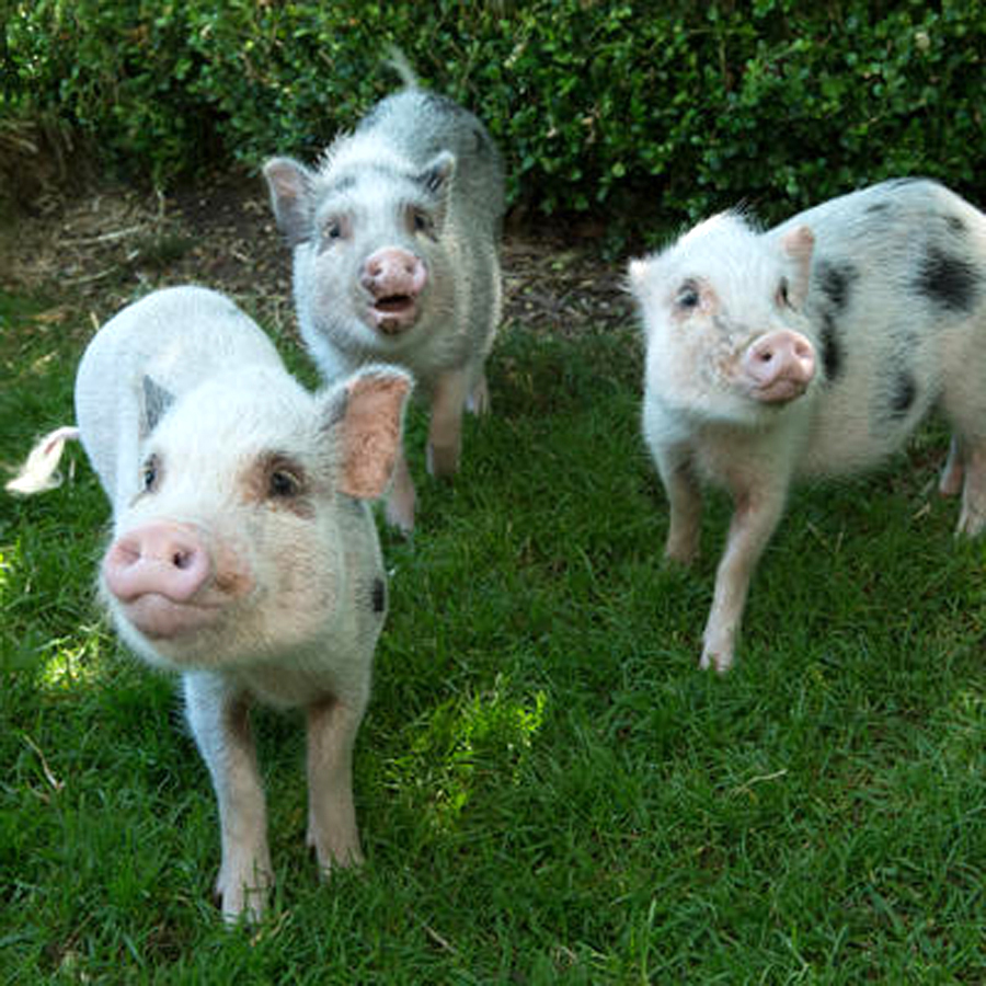 teacup pigs prospect park zoo