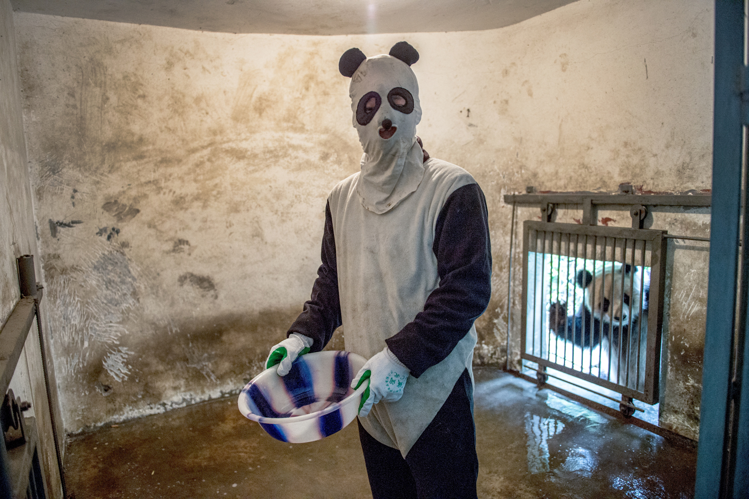 Inside The (Not So) Secret World of Pandas