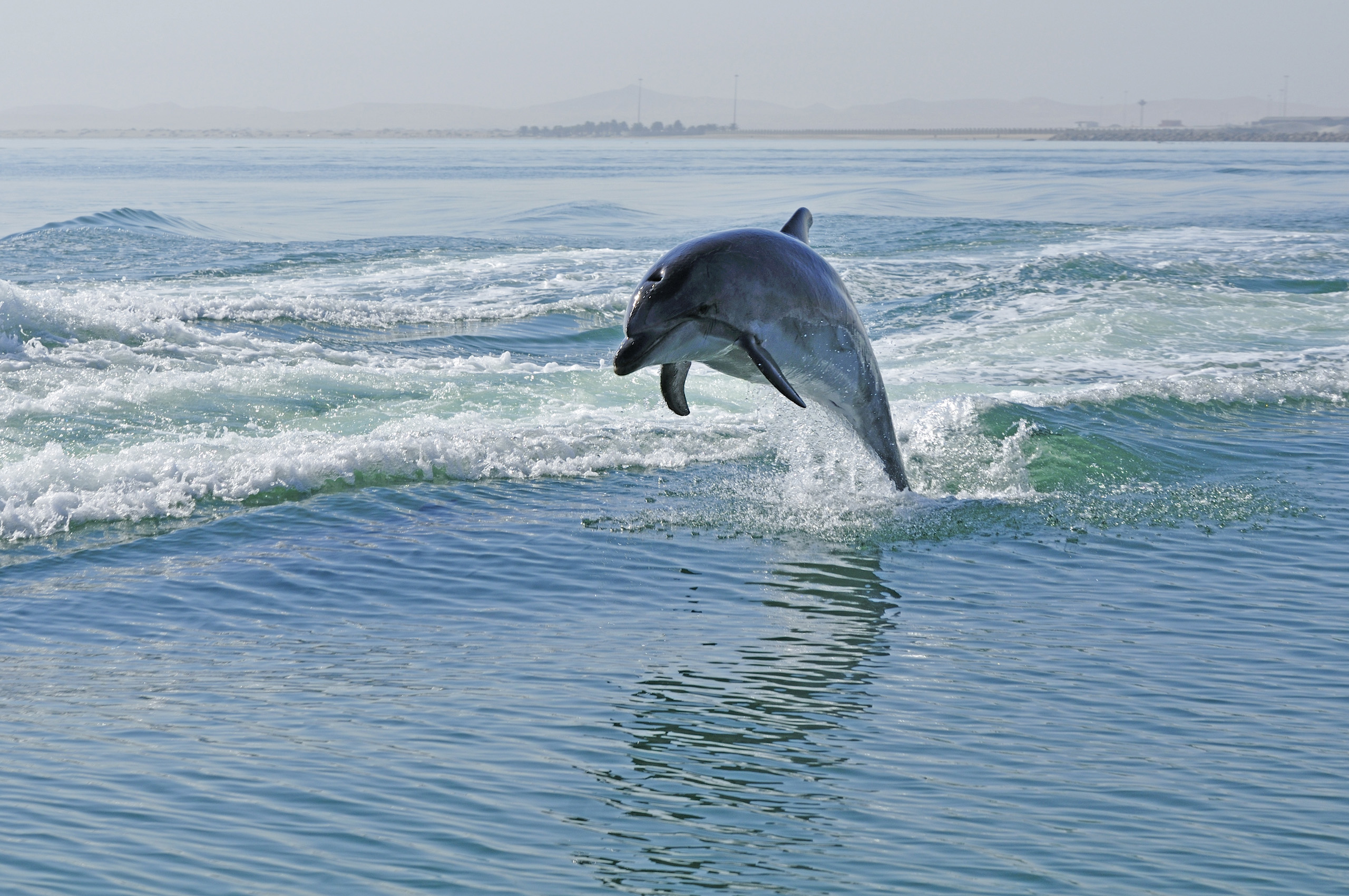 Africa, Namibia, Walvis Bay, Namibia, Dolphins in the harbour