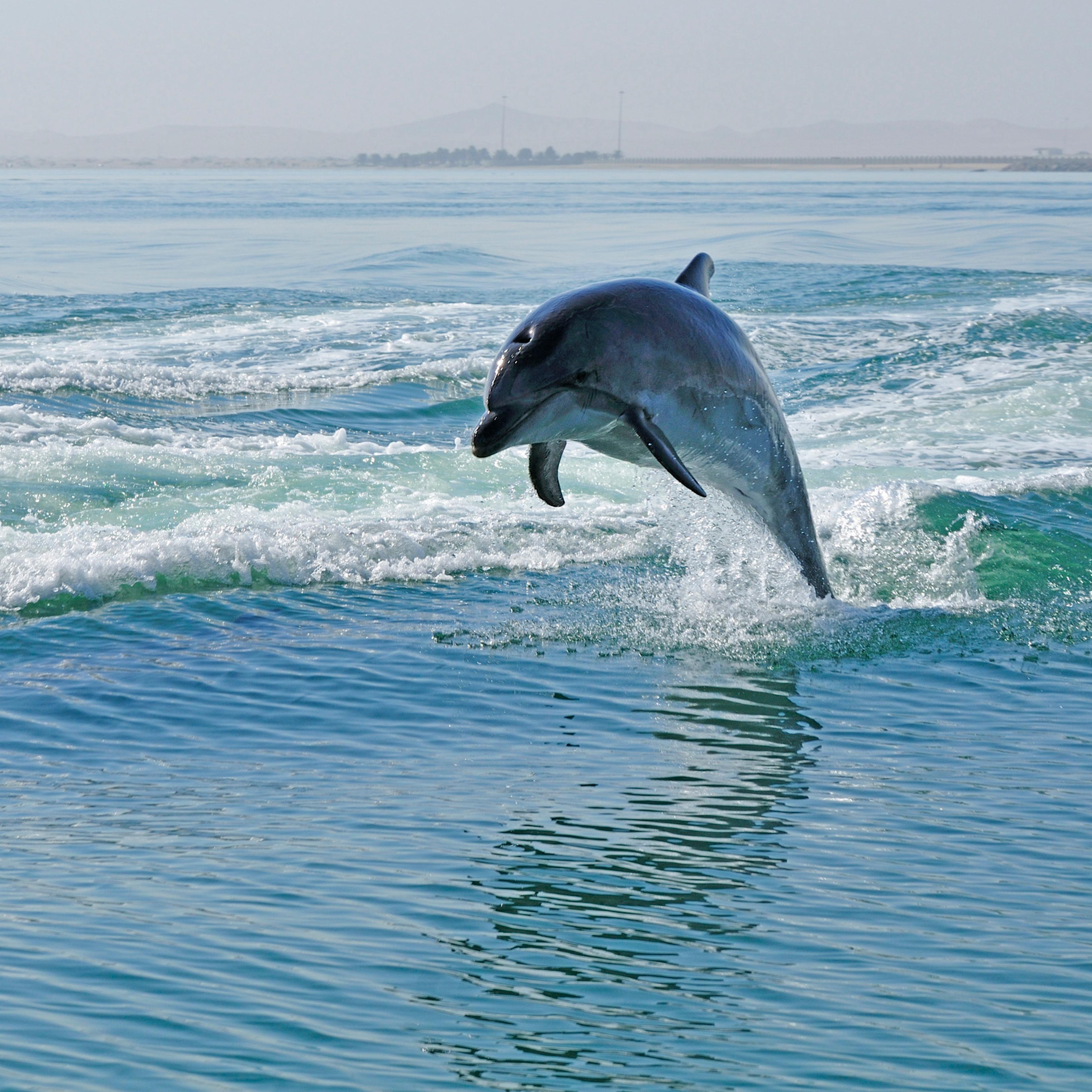 Africa, Namibia, Walvis Bay, Namibia, Dolphins in the harbour