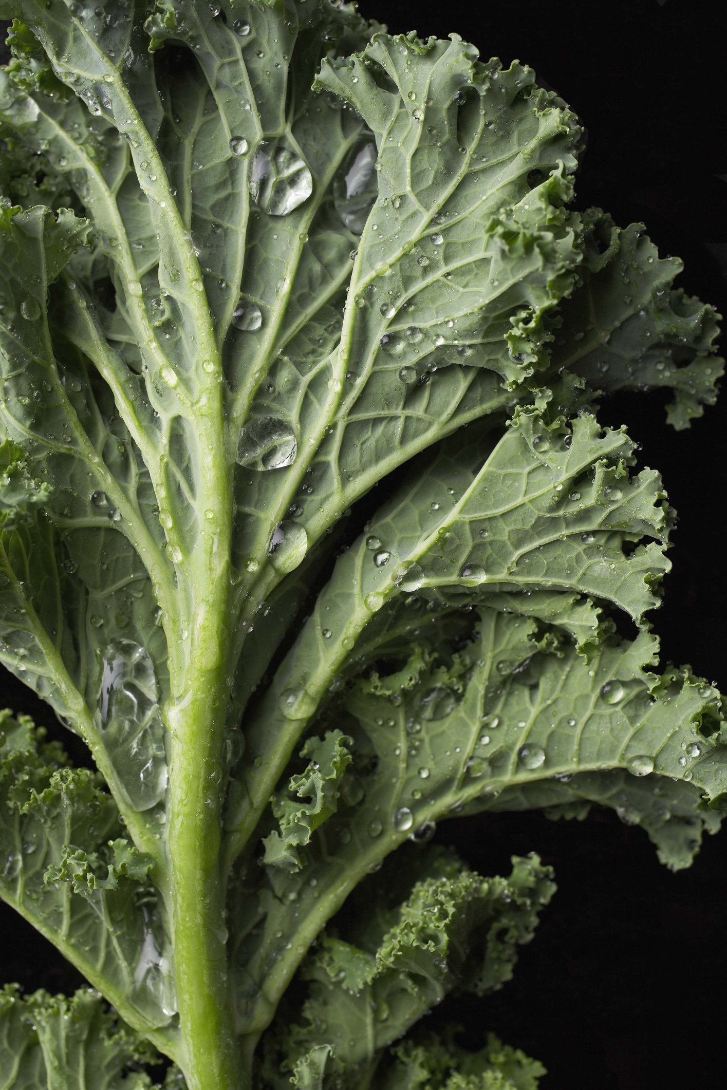 kale-leaf