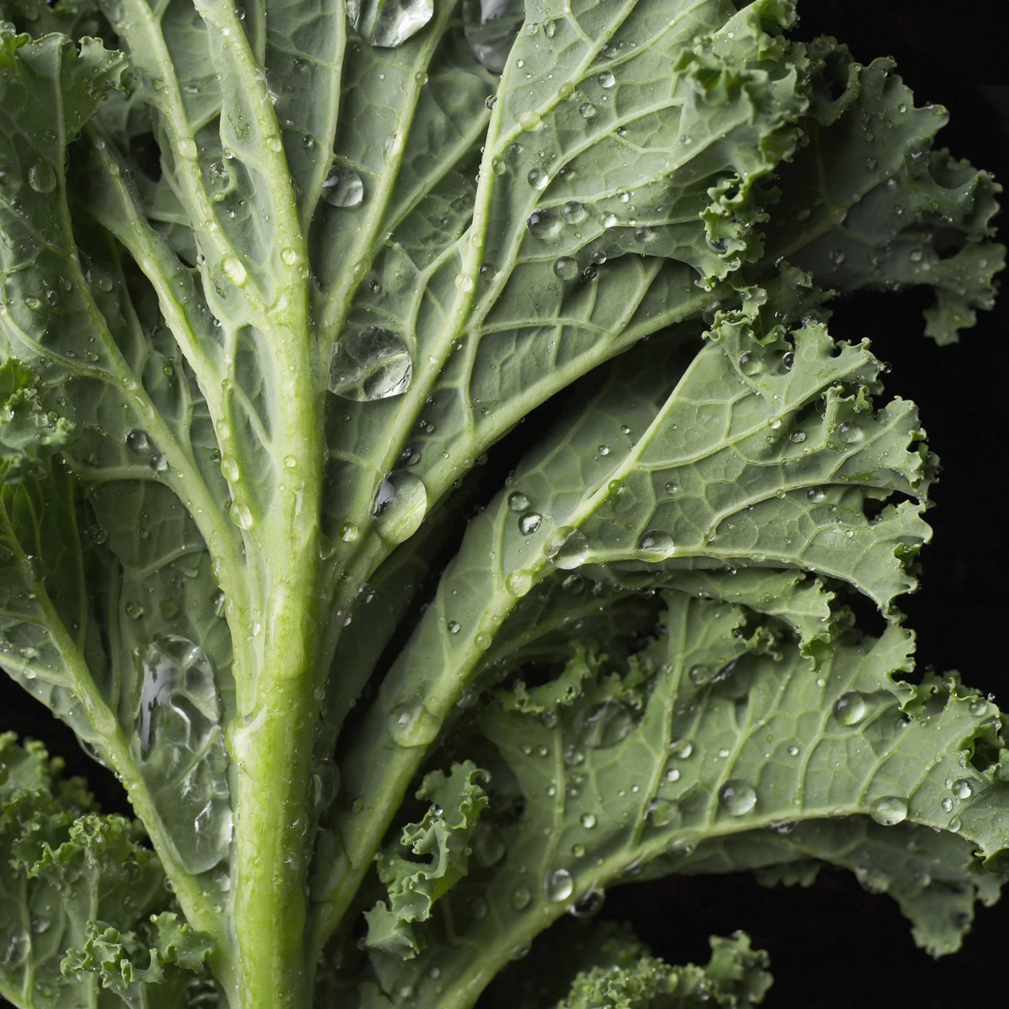 kale-leaf