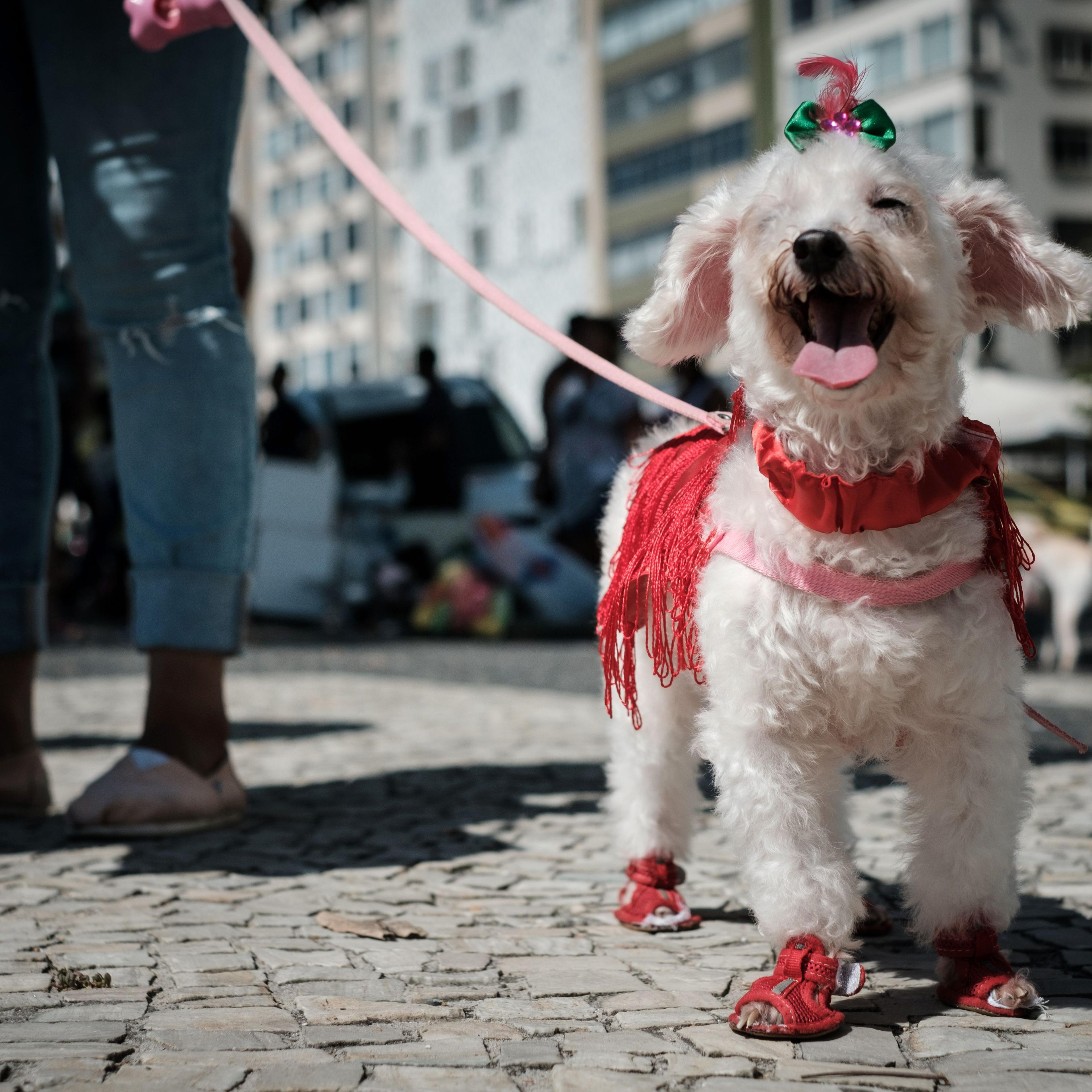 BRAZIL-RIO-CARNIVAL-STREET-DOG