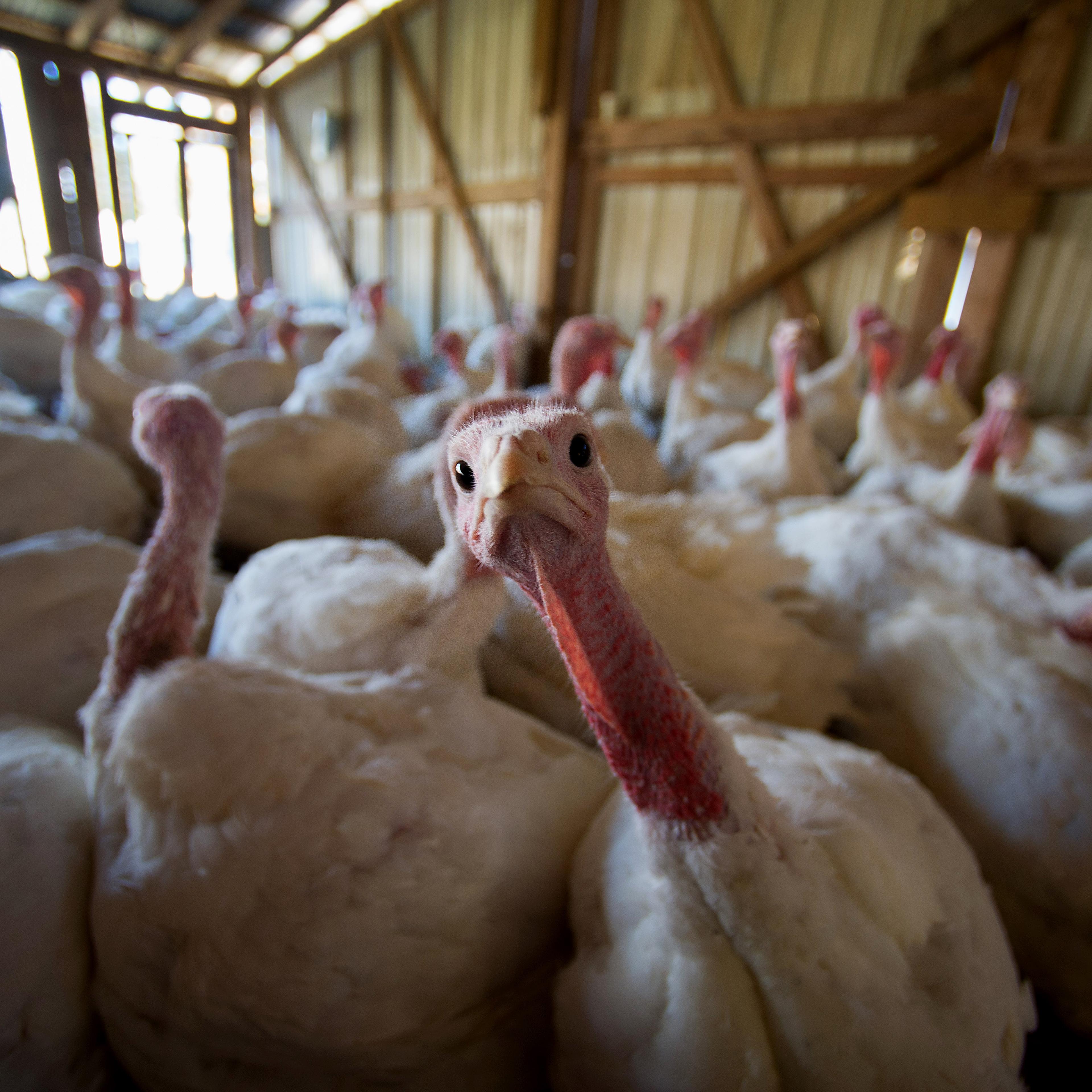 Operations At The DiPaola Turkey Farm Ahead Of Thanksgiving