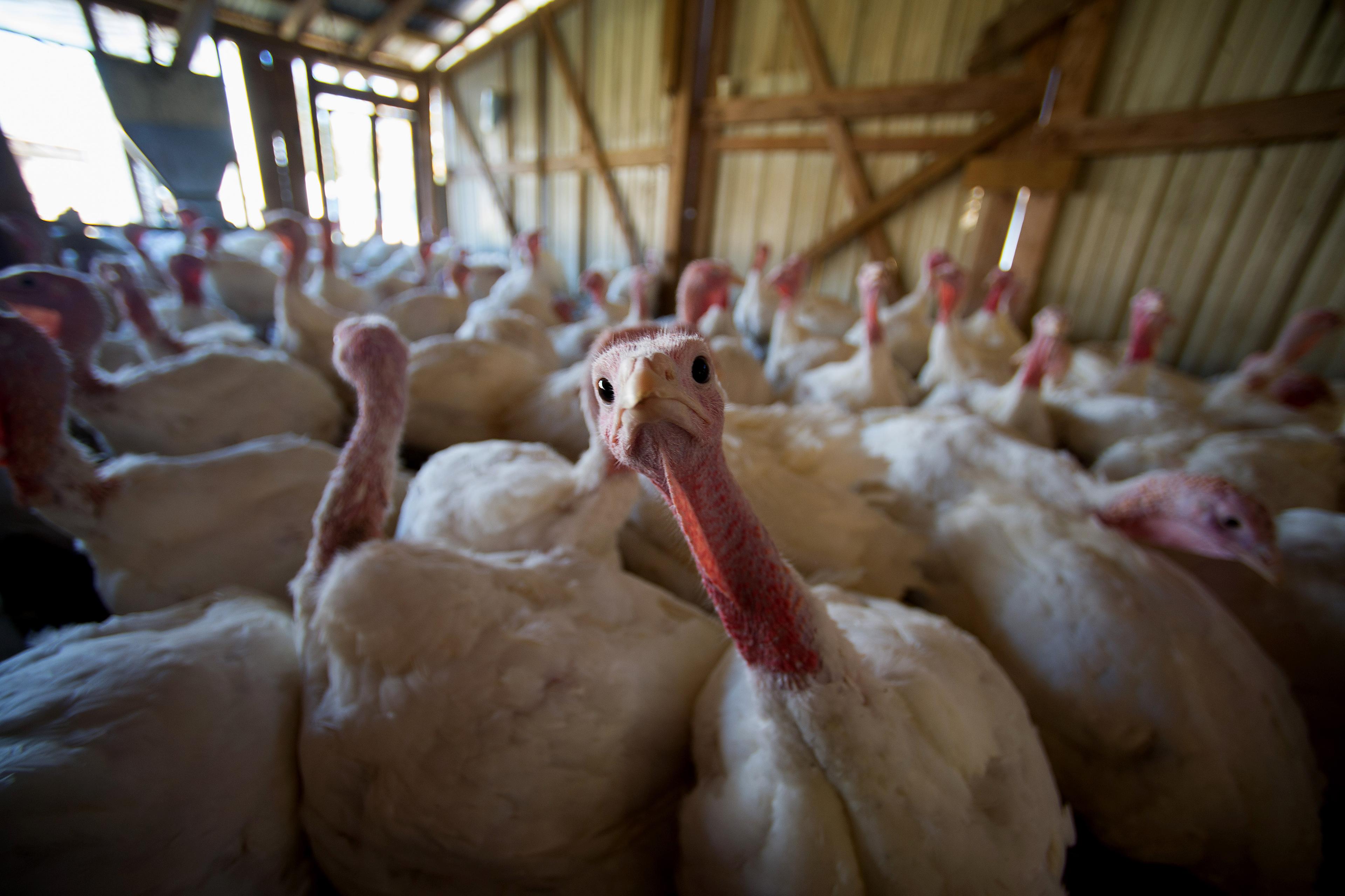 Operations At The DiPaola Turkey Farm Ahead Of Thanksgiving