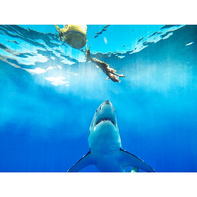 Coots took this photograph with Hero3, a waterproof camera. He observed the white shark being hesitant before eating its meal. “Incredibly beautiful to watch and I never felt threatened once. Completely serene,” Coots wrote on his Instagram feed. 