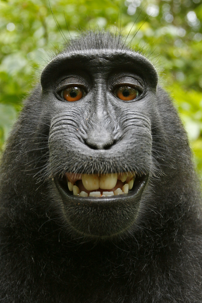 Monkey takes photos on camera