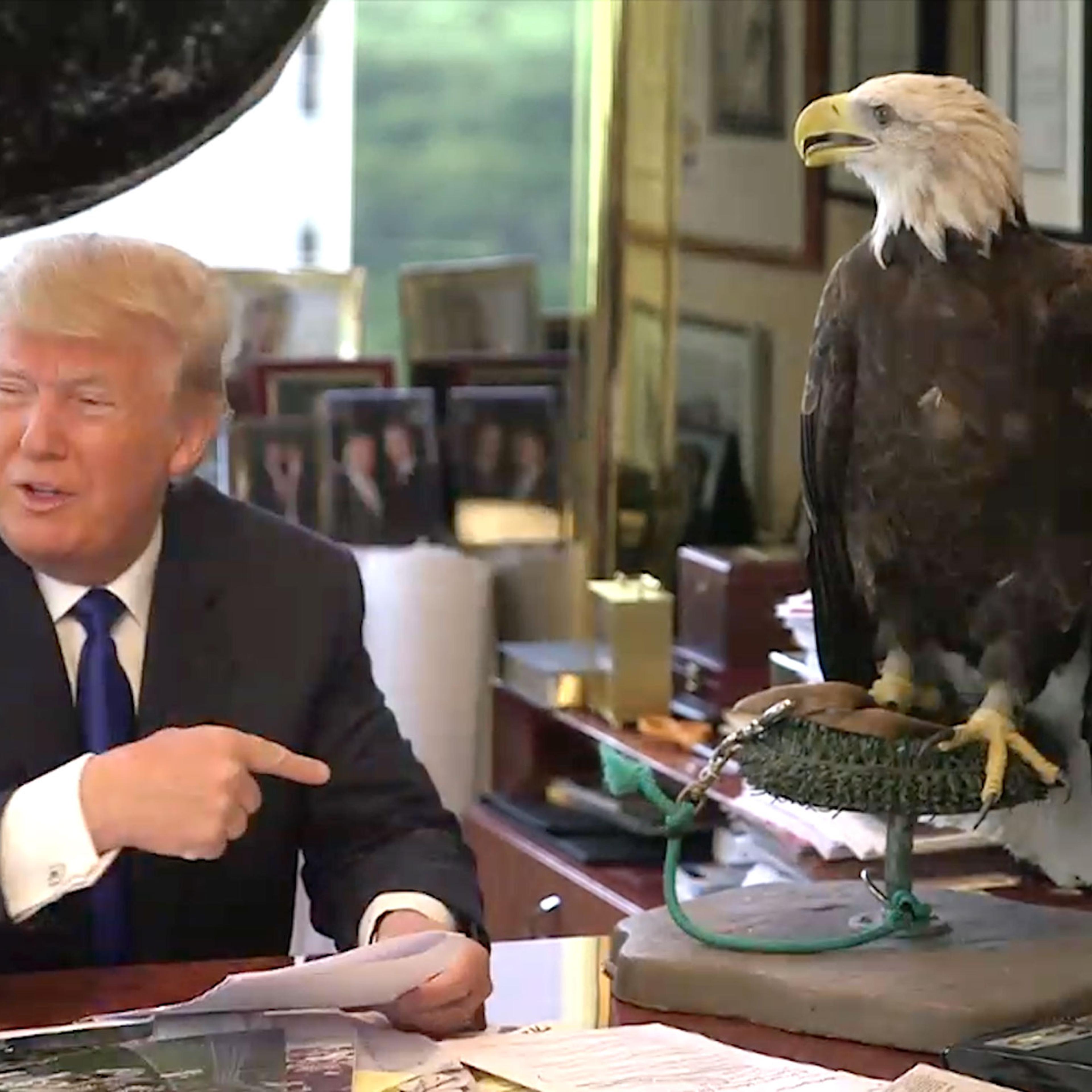 Donald Trump Eagle Attack