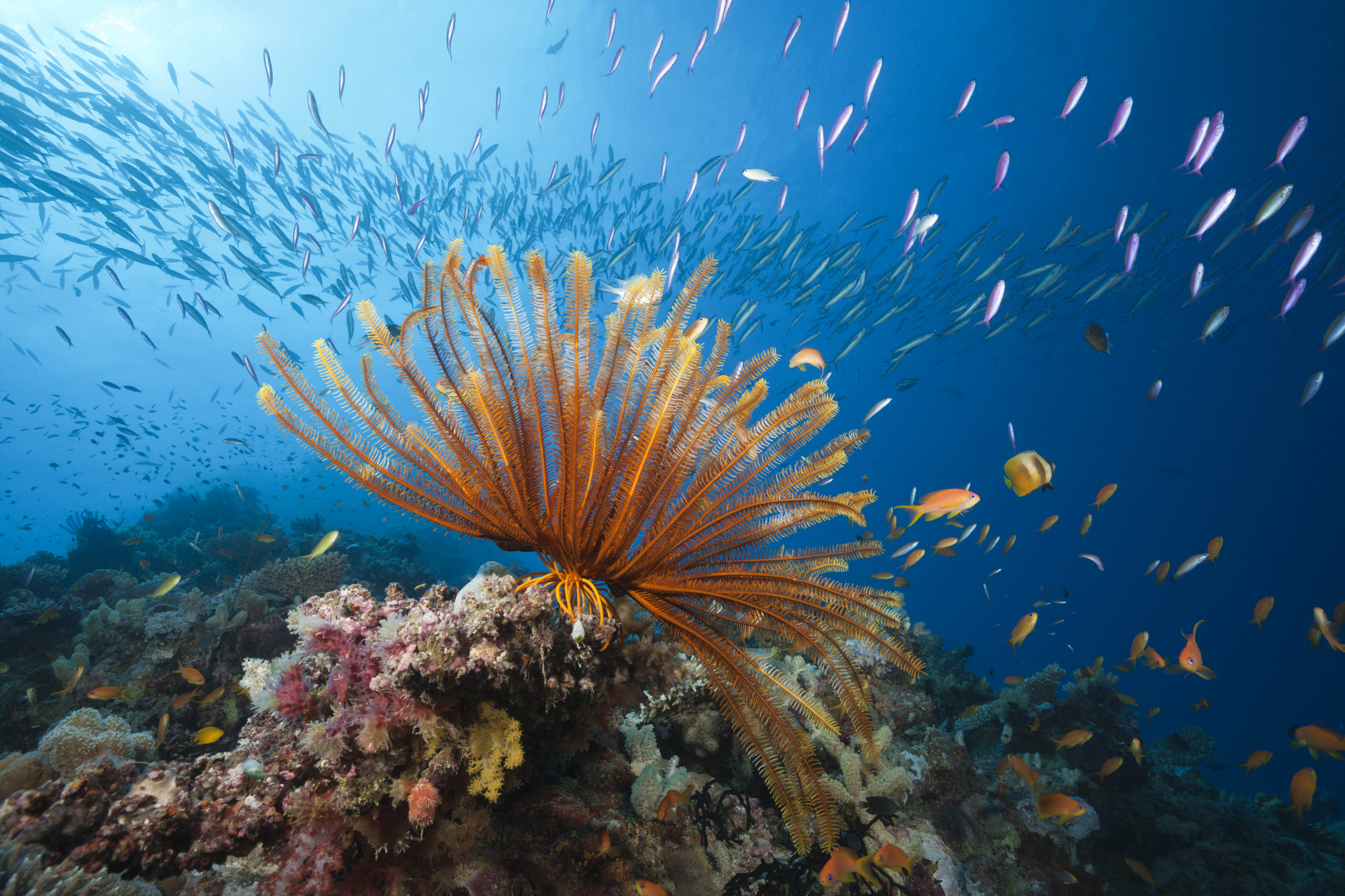 Reef Scene with Crinoid and Fishes, Great Barrier Reef, Australia