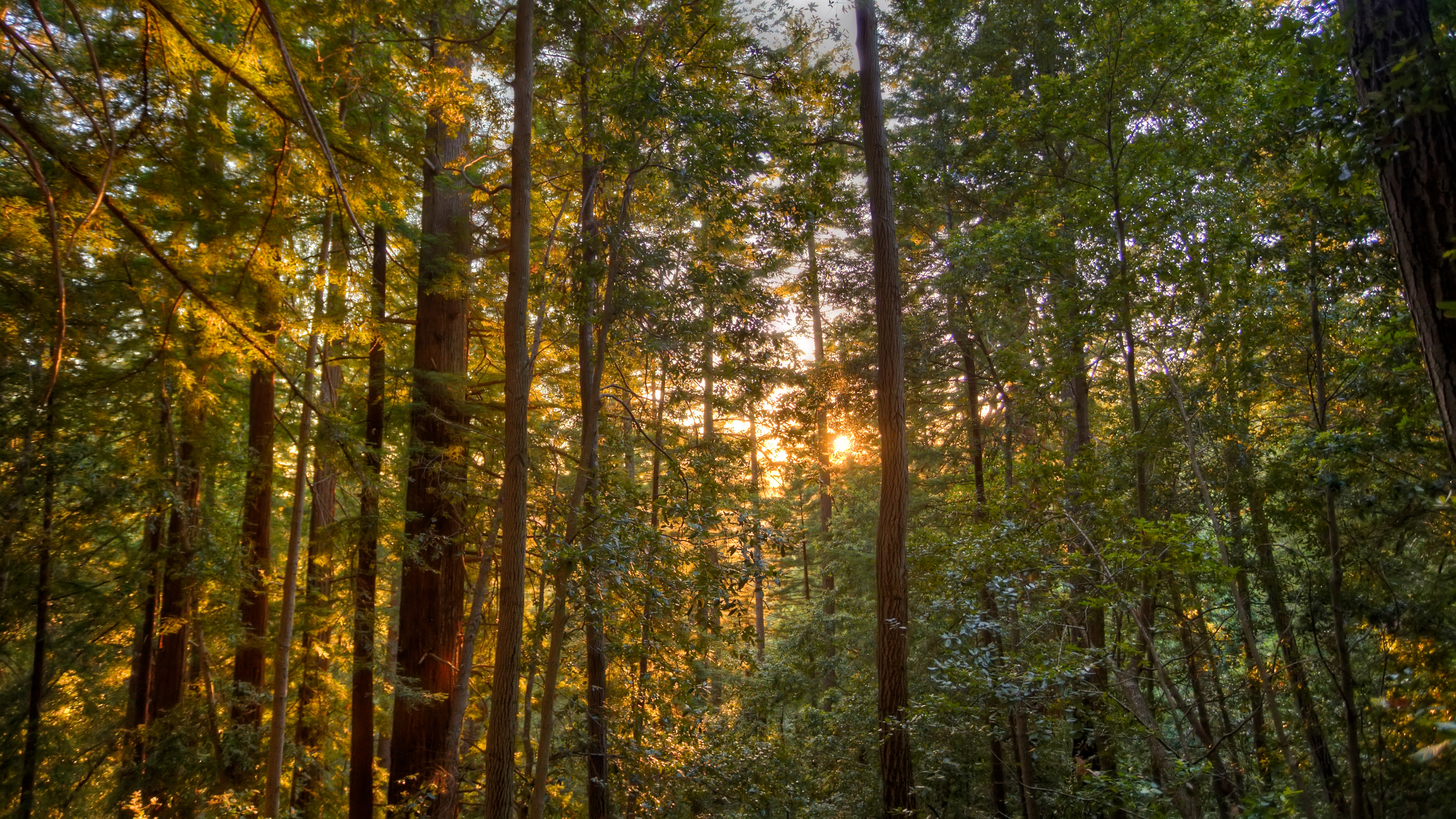 The Muir Woods in Big Basin State Park at sunset