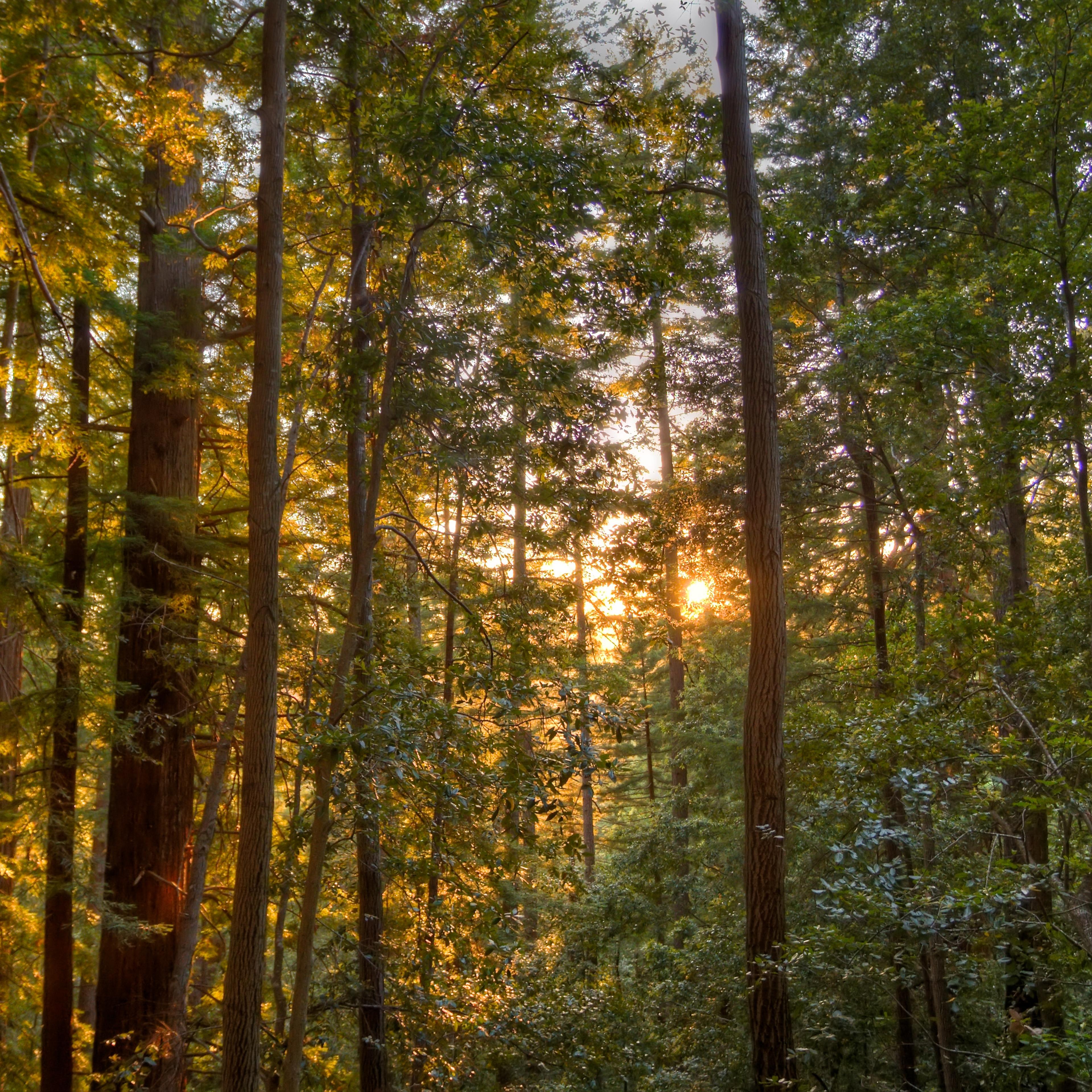 The Muir Woods in Big Basin State Park at sunset