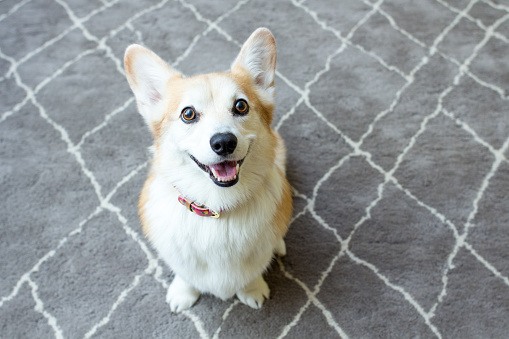 Pembroke Welsh Corgi dog sitting on a rug and smiling for the camera.